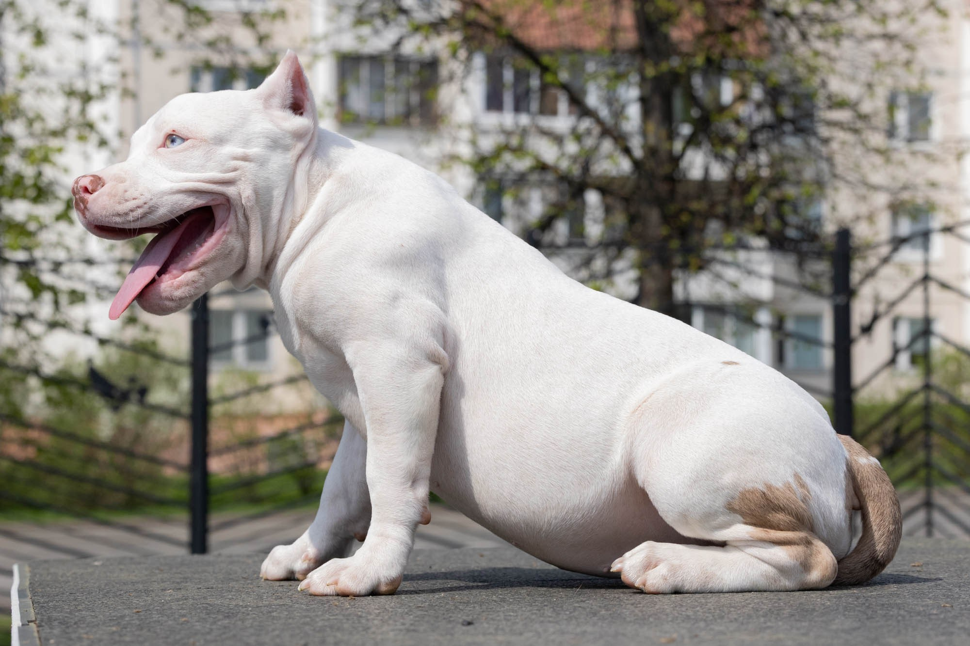 Щенки. Виктория Михайловская. Фотограф-анималист. Москва