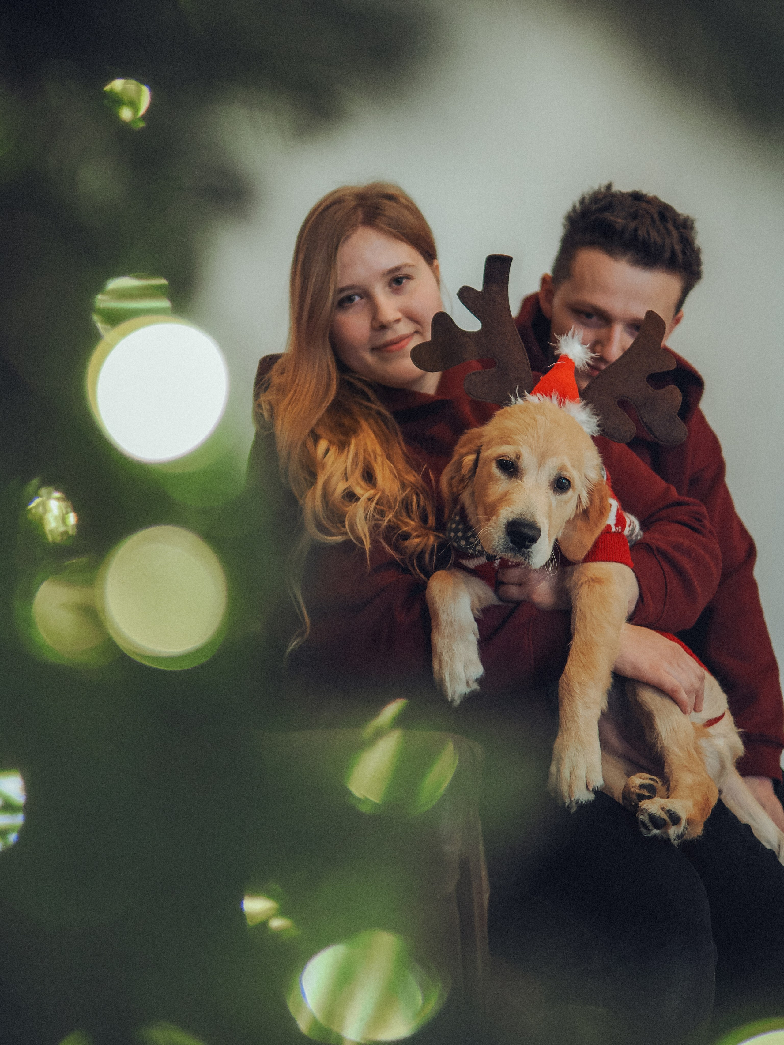 Малышка Молли и новый год. Фотограф в Москве — Сергей Люкшинов