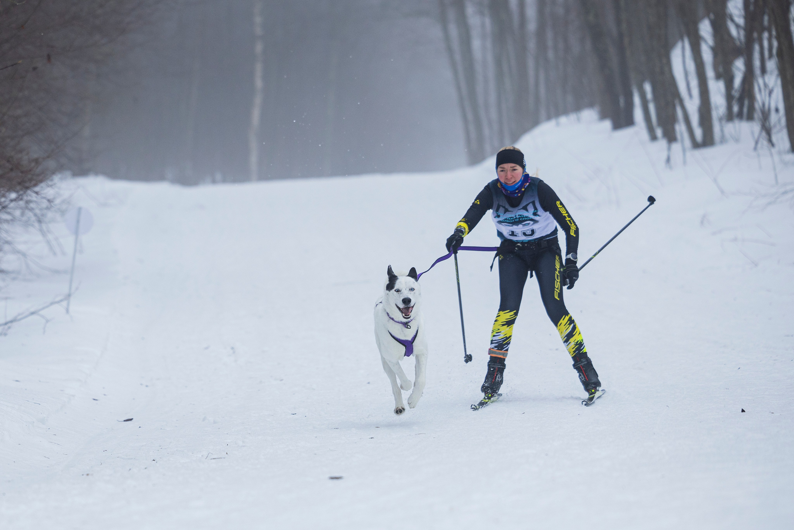 Зимний Чемпионат Санкт-Петербурга по ездовому спорту. Фотограф-анималист Анна Маринич