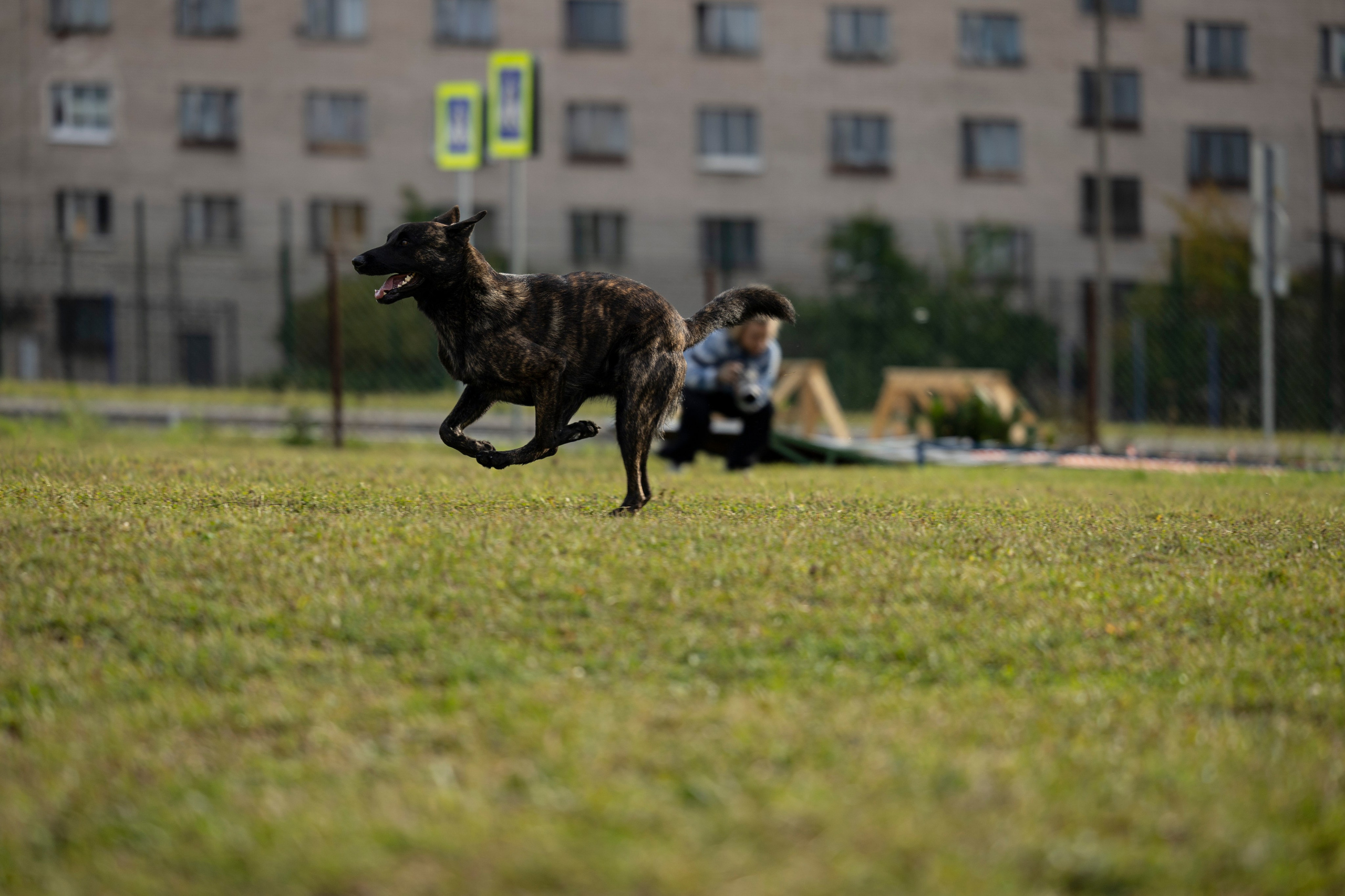 Испытания по Мондьорингу г. Пушкин. Фотограф-анималист Анна Маринич