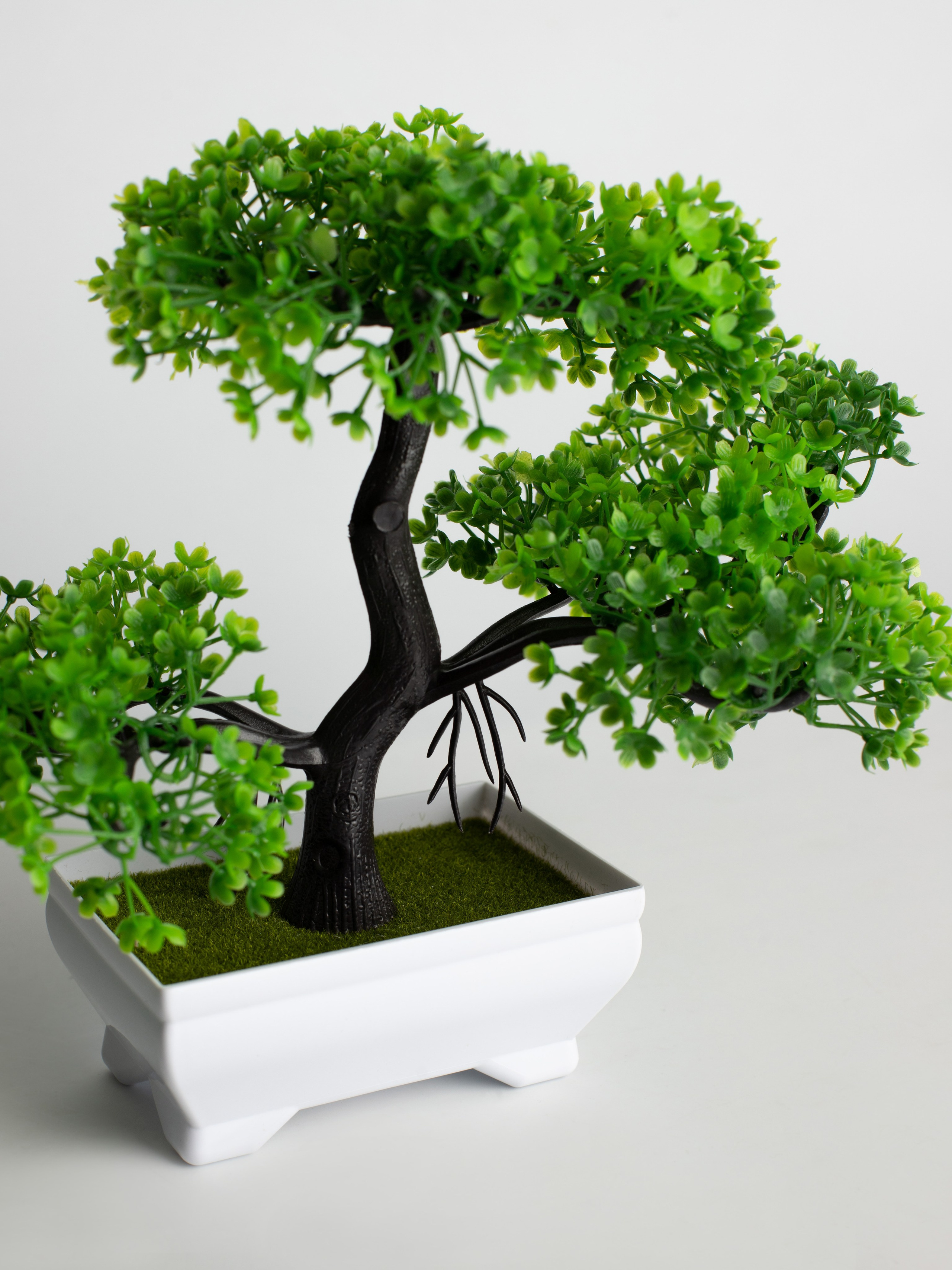 Декоративные деревья. Коммерческий фотограф в Санкт-Петербурге (СПб) Екатерина Панчёха, Панчёшка