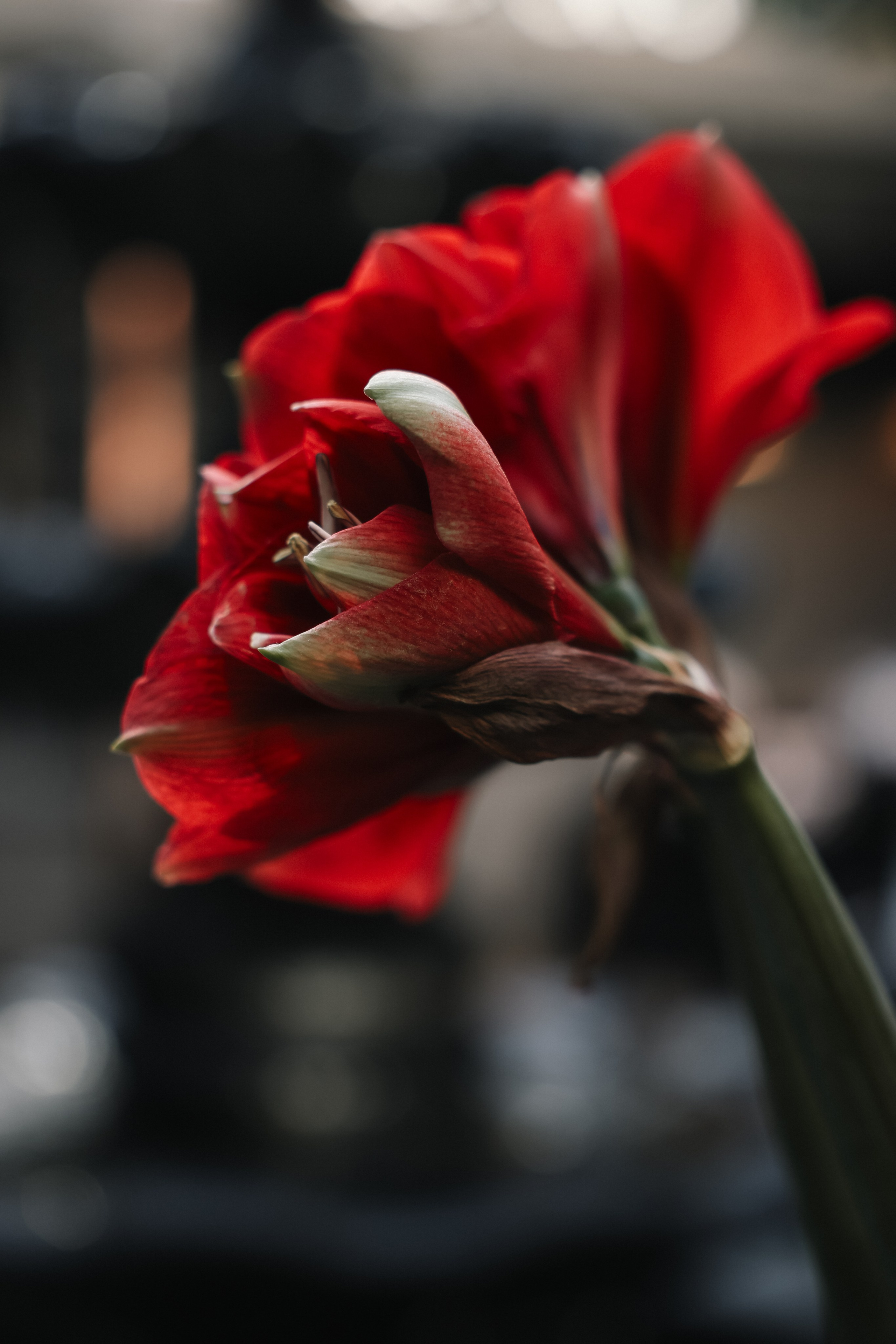 DENIS & ELIZAVETA Барвиха. Kharchenkotatianaweddingphoto