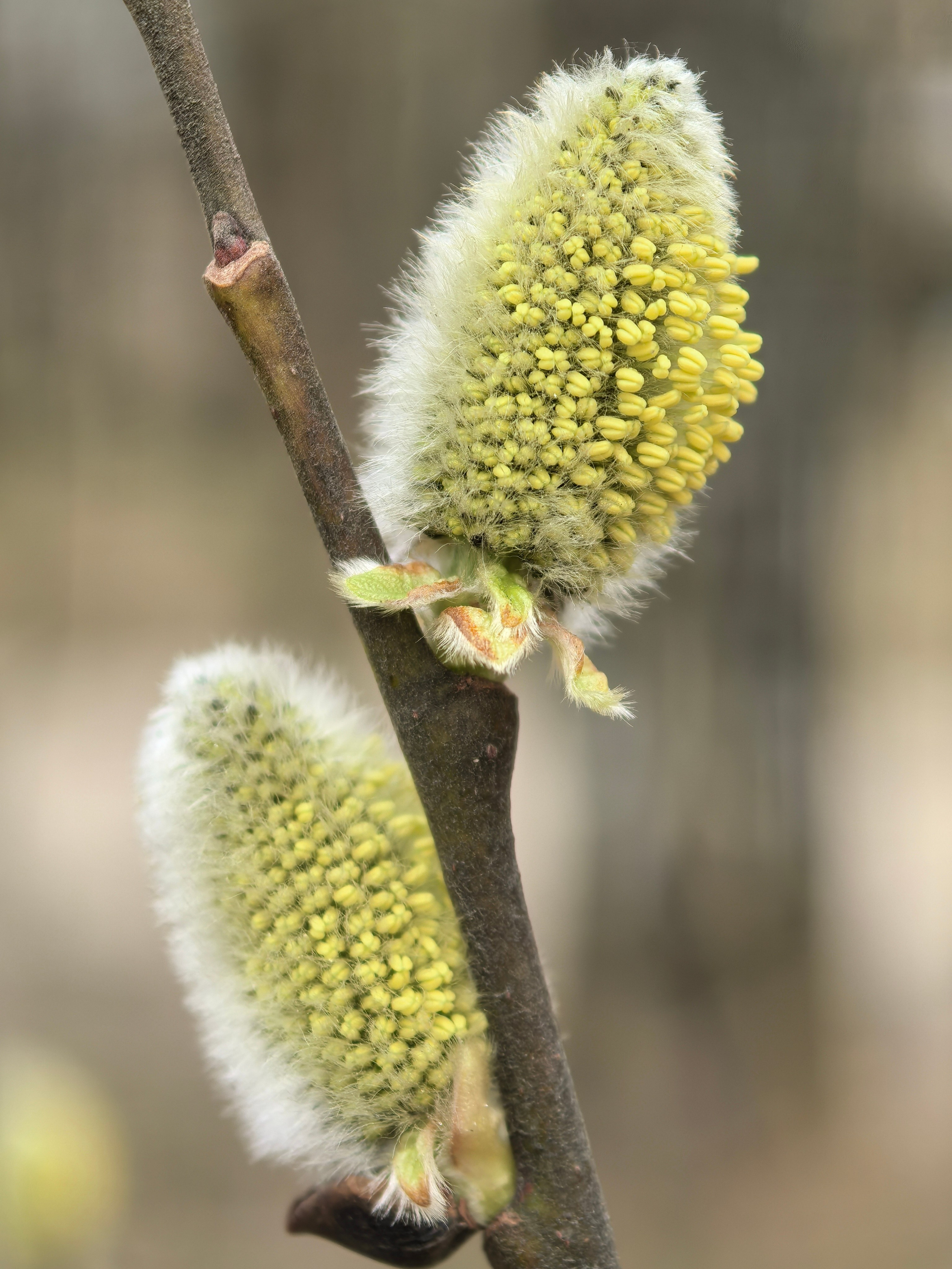 ПочтиМАКРО. Школьные выпускные альбомы в Москве Марина Николаева