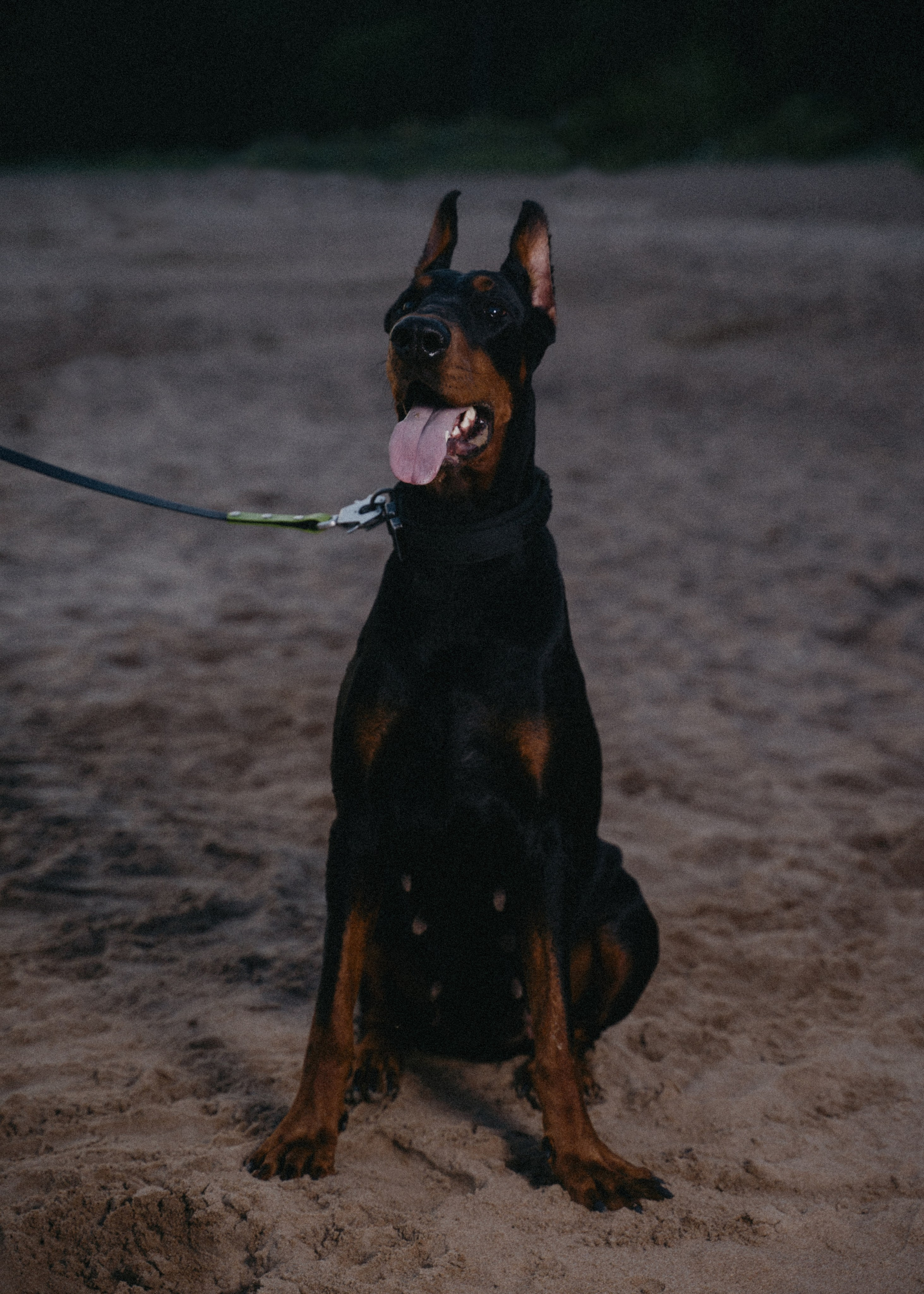 Нестер и Кристина. Свадебный и семейный фотограф в Санкт-Петербурге Дмитрий Панин