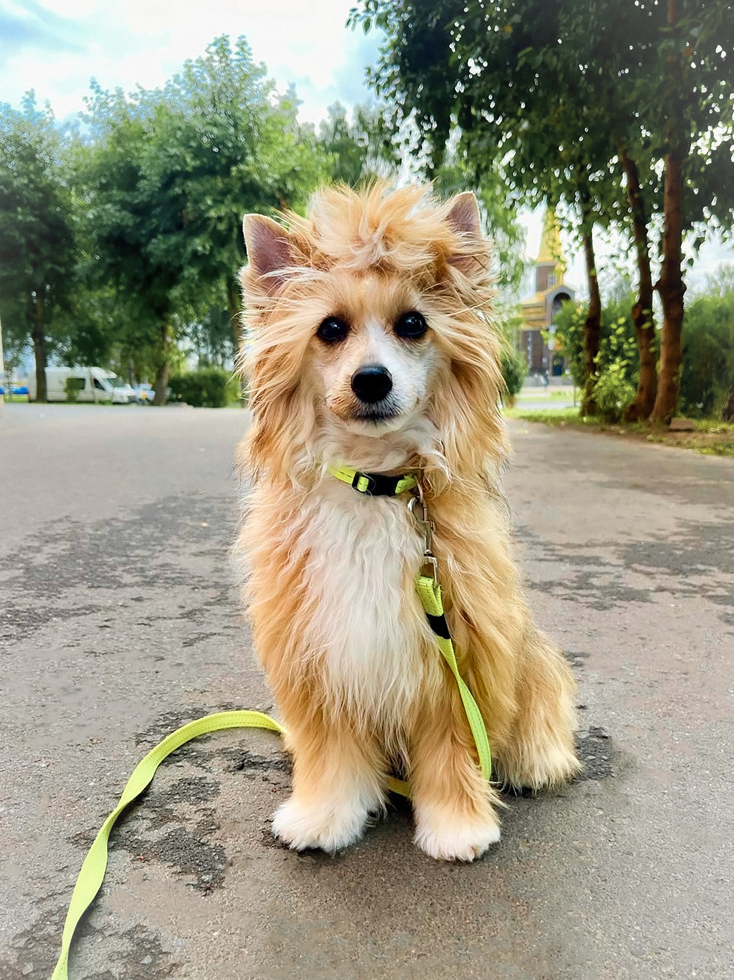 Greetings from little Veles from Arkhangelsk. The fluffy one is 7 months old.