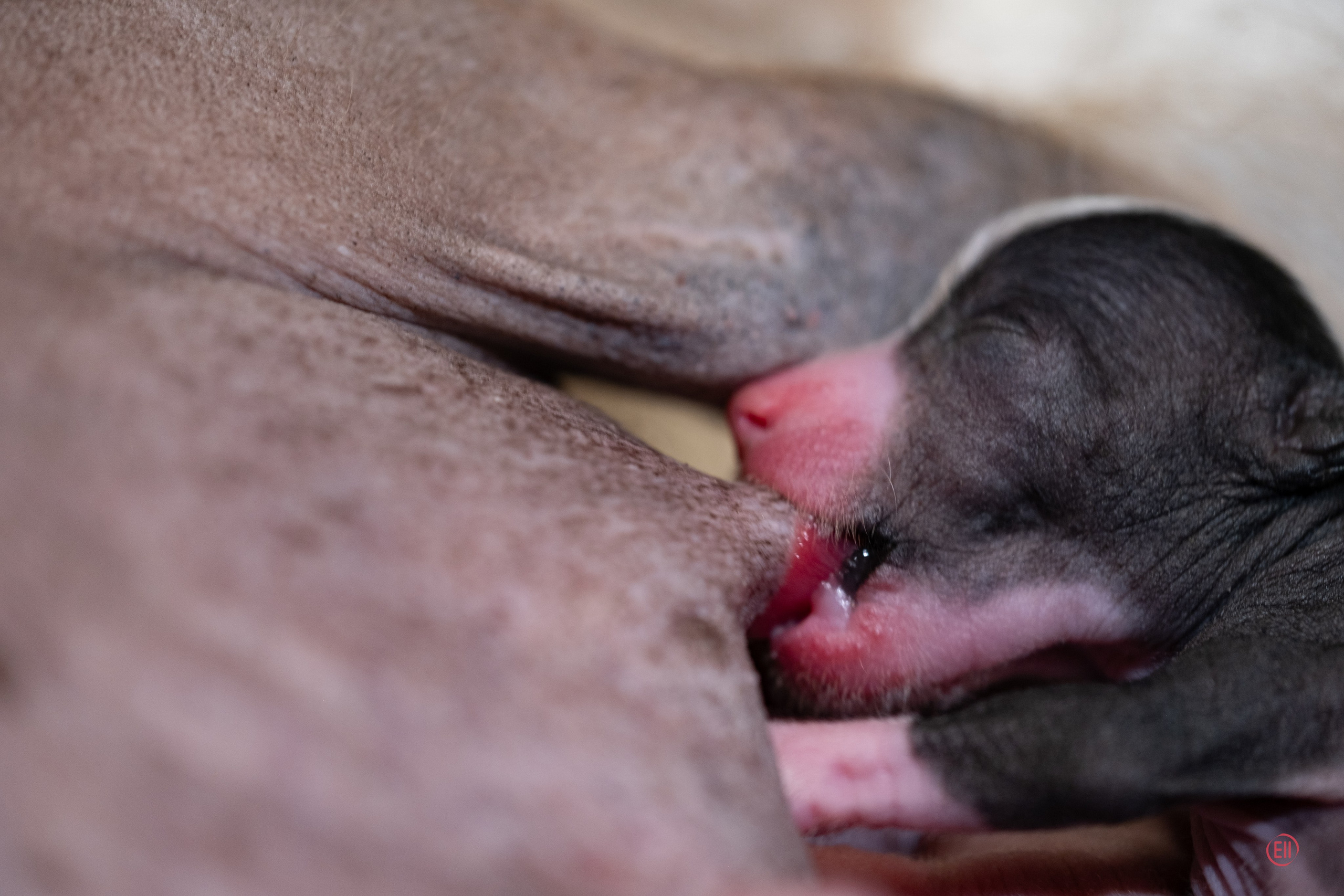 4-й день. Poale Ell Dominika