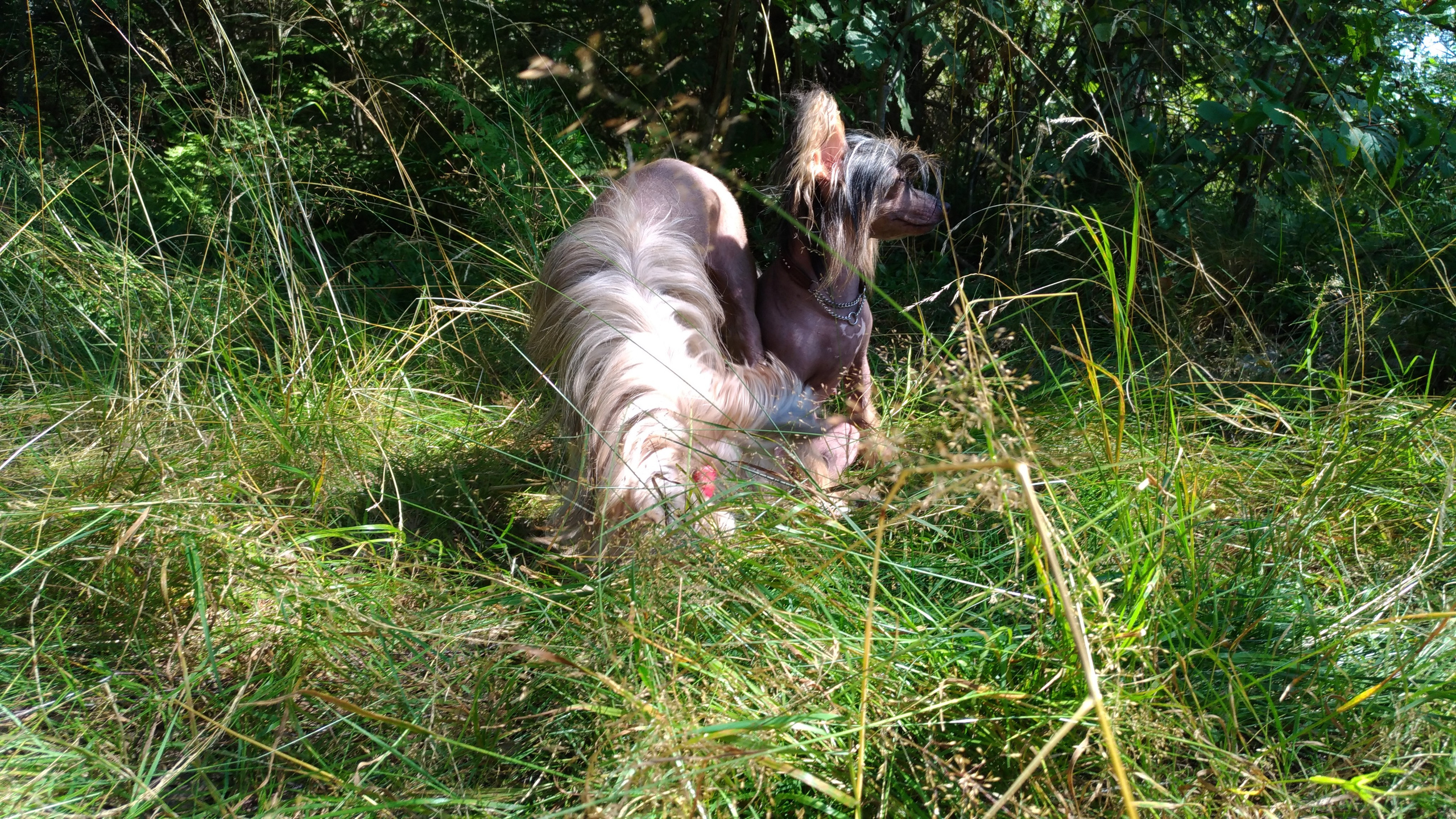 Hike to Konakovo. Poale Ell Chinese Crested Dog Kennel: Buy a puppy from the kennel