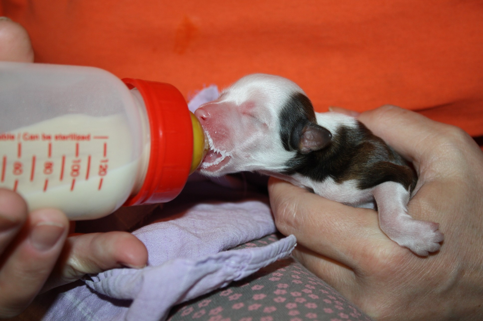 Litter B. Chinese Crested Dog Kennel Poale Ell