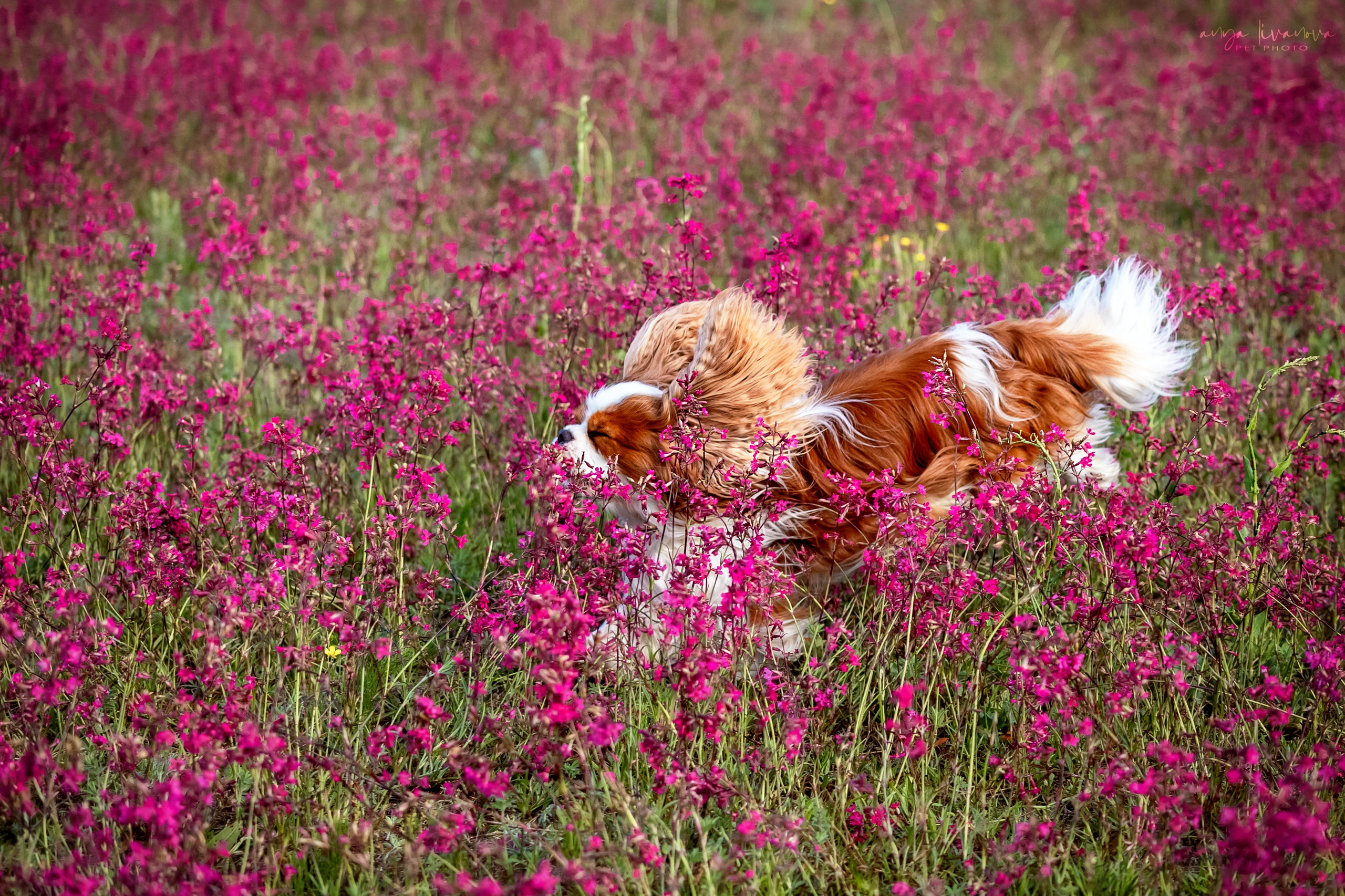 Смолка клейкая. Фотограф анималист Аня Ливанова | Рыбинск