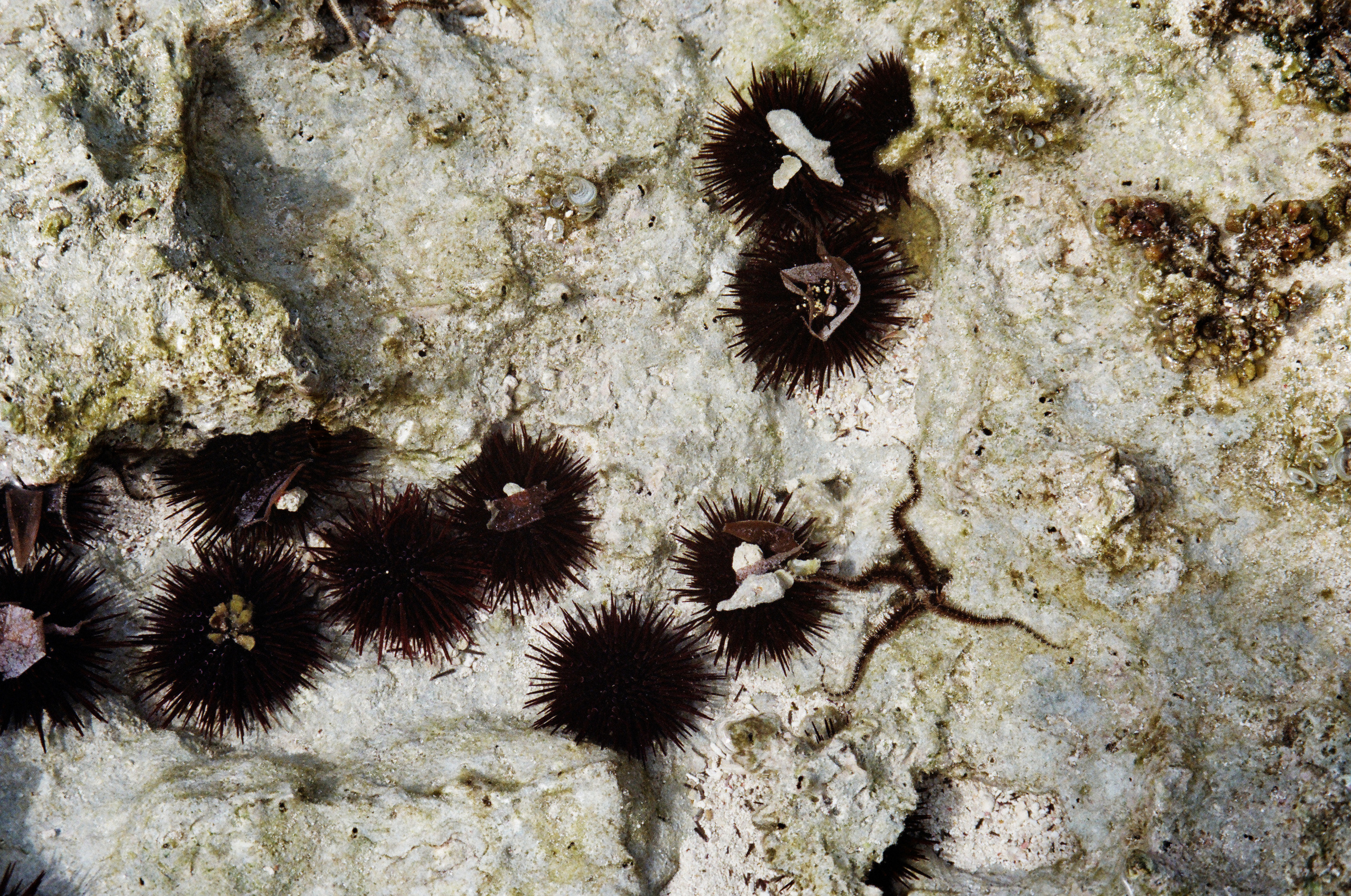 Занзибар 2021 из Красноярска. Тропики на пленку. Пленочная фотография. Biser Lab | Свадебное кино и фотография в Красноярске — Евгений Константинопольский