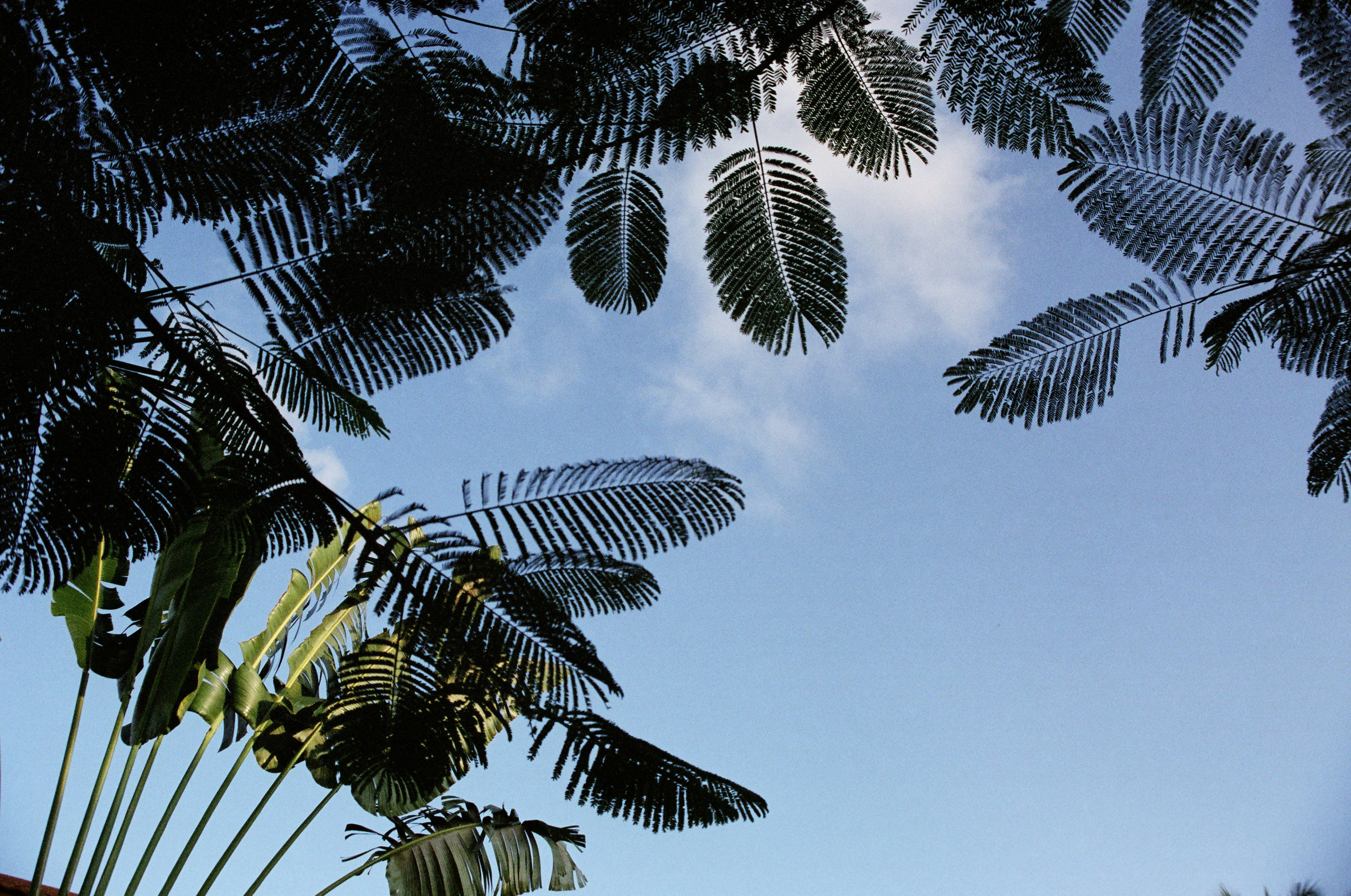 Занзибар 2021 из Красноярска. Тропики на пленку. Пленочная фотография. Biser Lab | Свадебное кино и фотография в Красноярске — Евгений Константинопольский