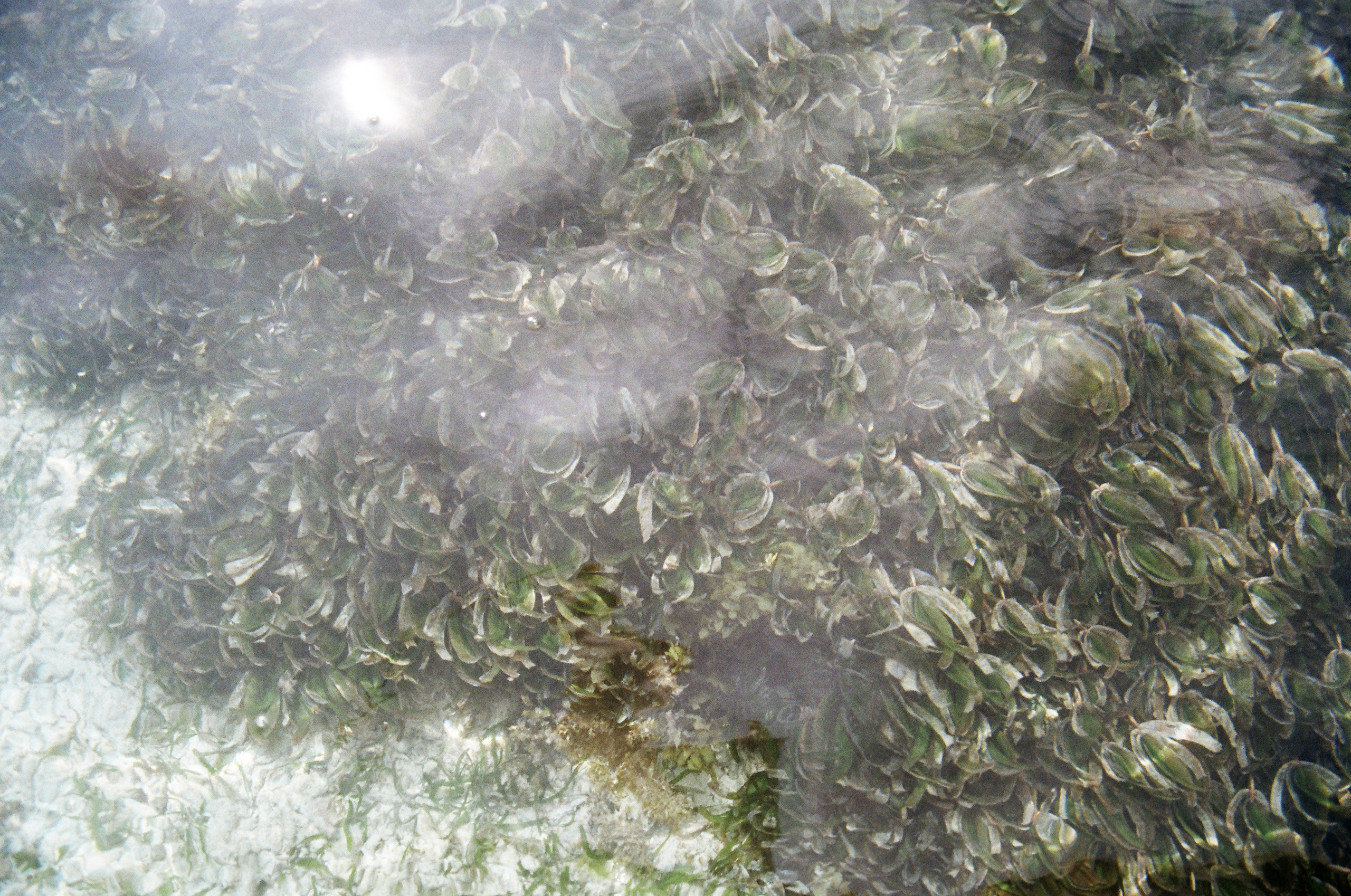 Занзибар 2021 из Красноярска. Тропики на пленку. Пленочная фотография. Biser Lab | Свадебное кино и фотография в Красноярске — Евгений Константинопольский