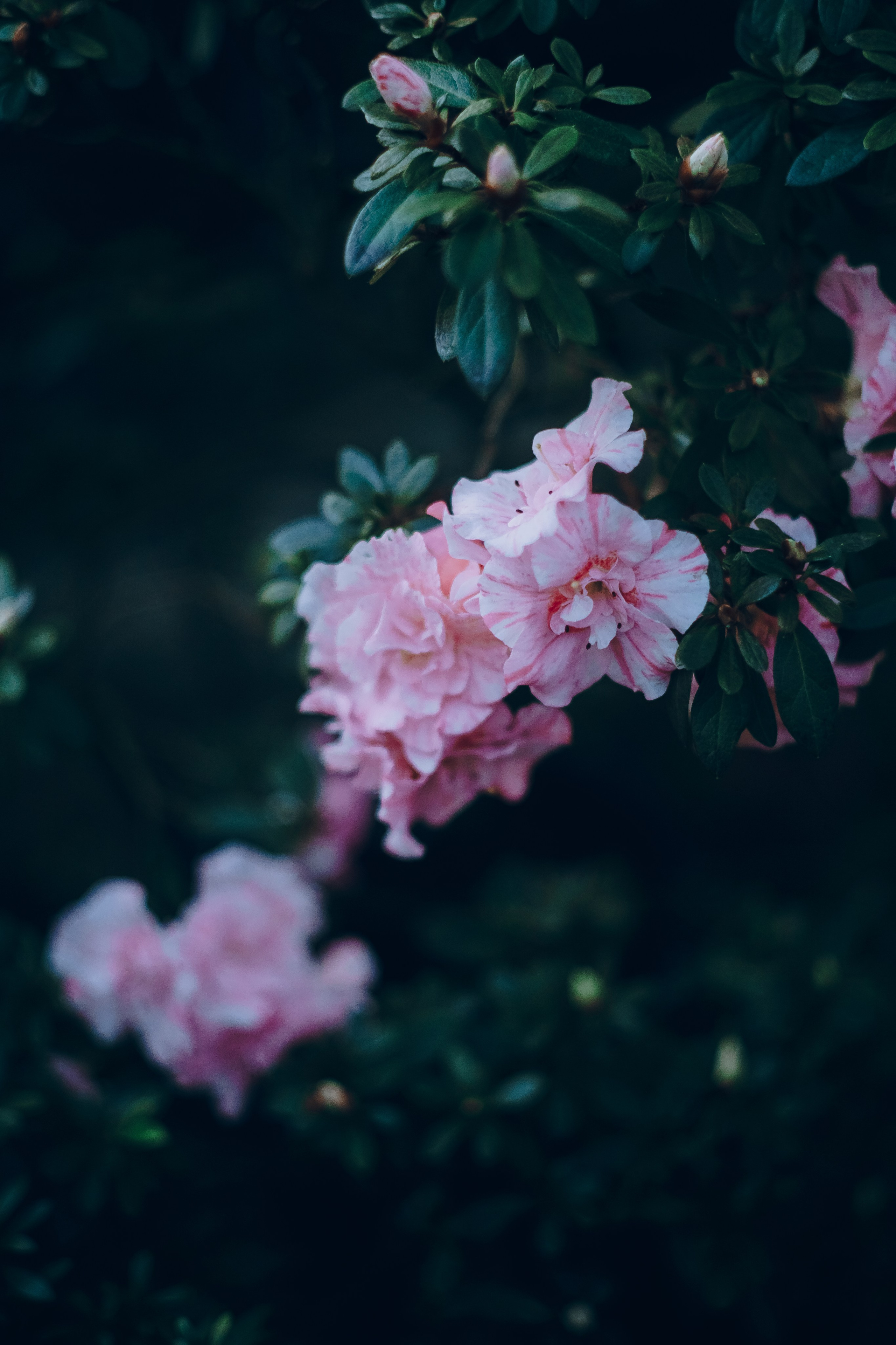 Botanical. Портретный и свадебный фотограф в Москве и Санкт-Петербурге. Учитель фотографии онлайн и оффлайн
