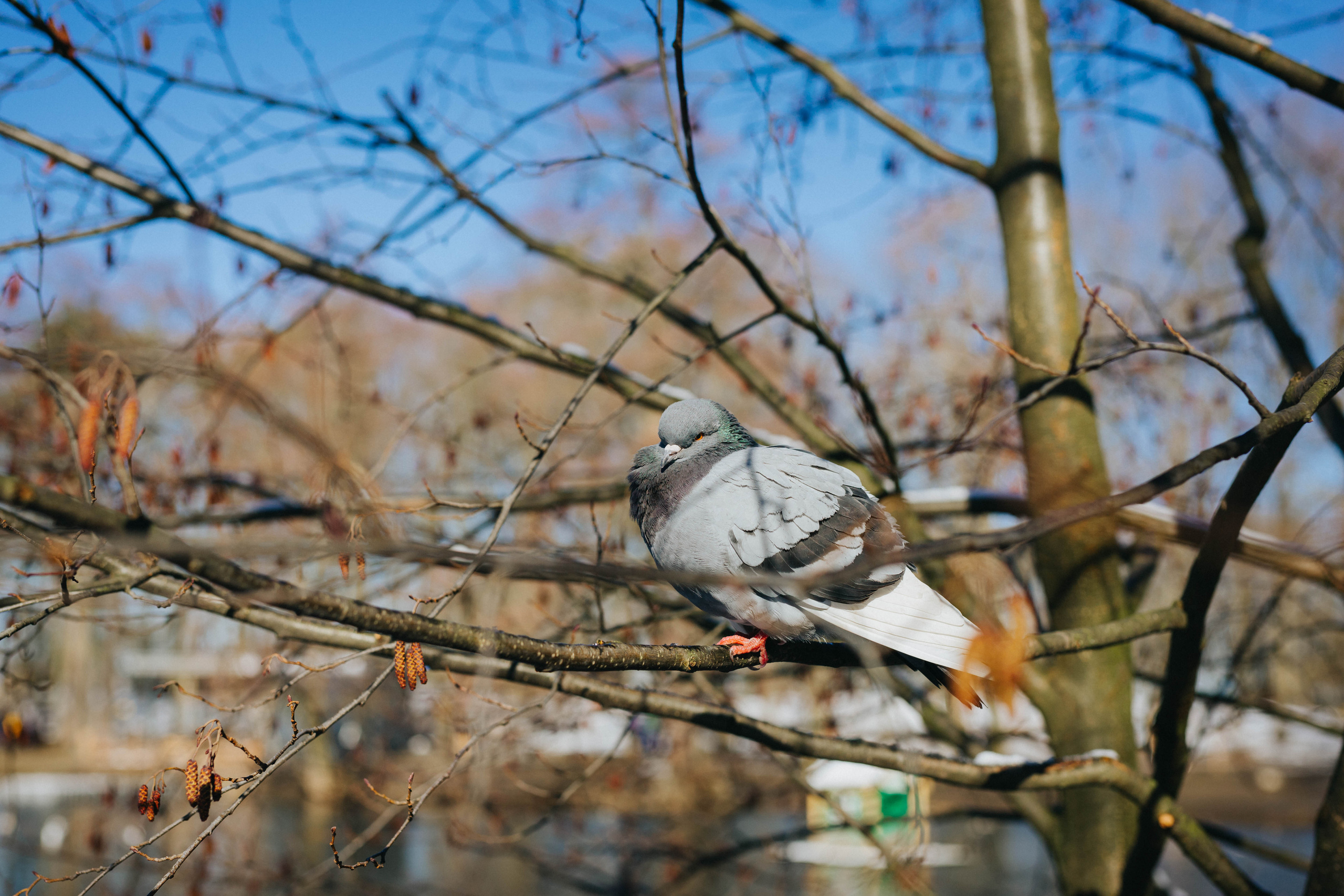 Любовь в морозный март. Фотограф Зеленоградск Красильникова Елена