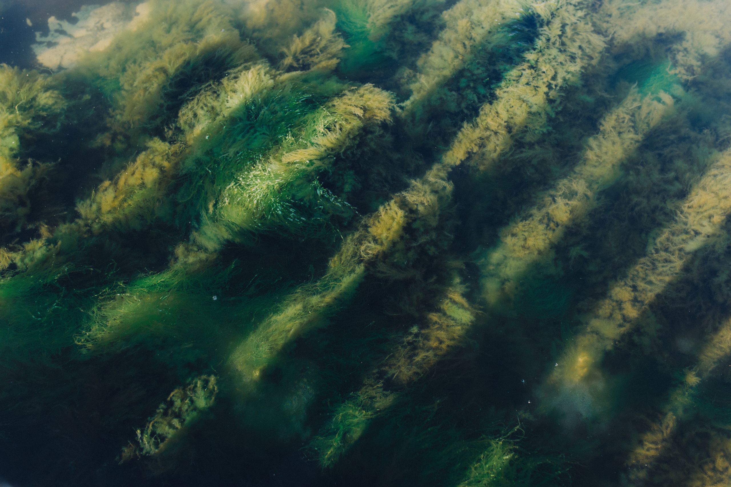 Юля. Фотограф Зеленоградск Красильникова Елена