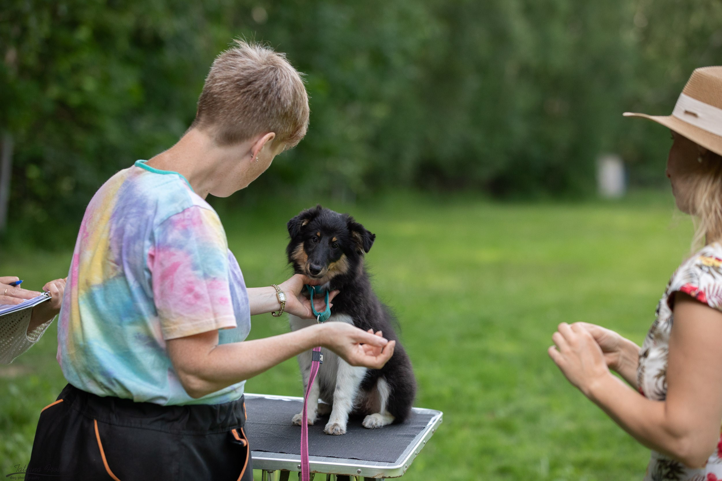 Репортаж с выводки молодняка колли/шелти в Ясенево. Фотограф-анималист в Москве и Московской области Татьяна Фролова