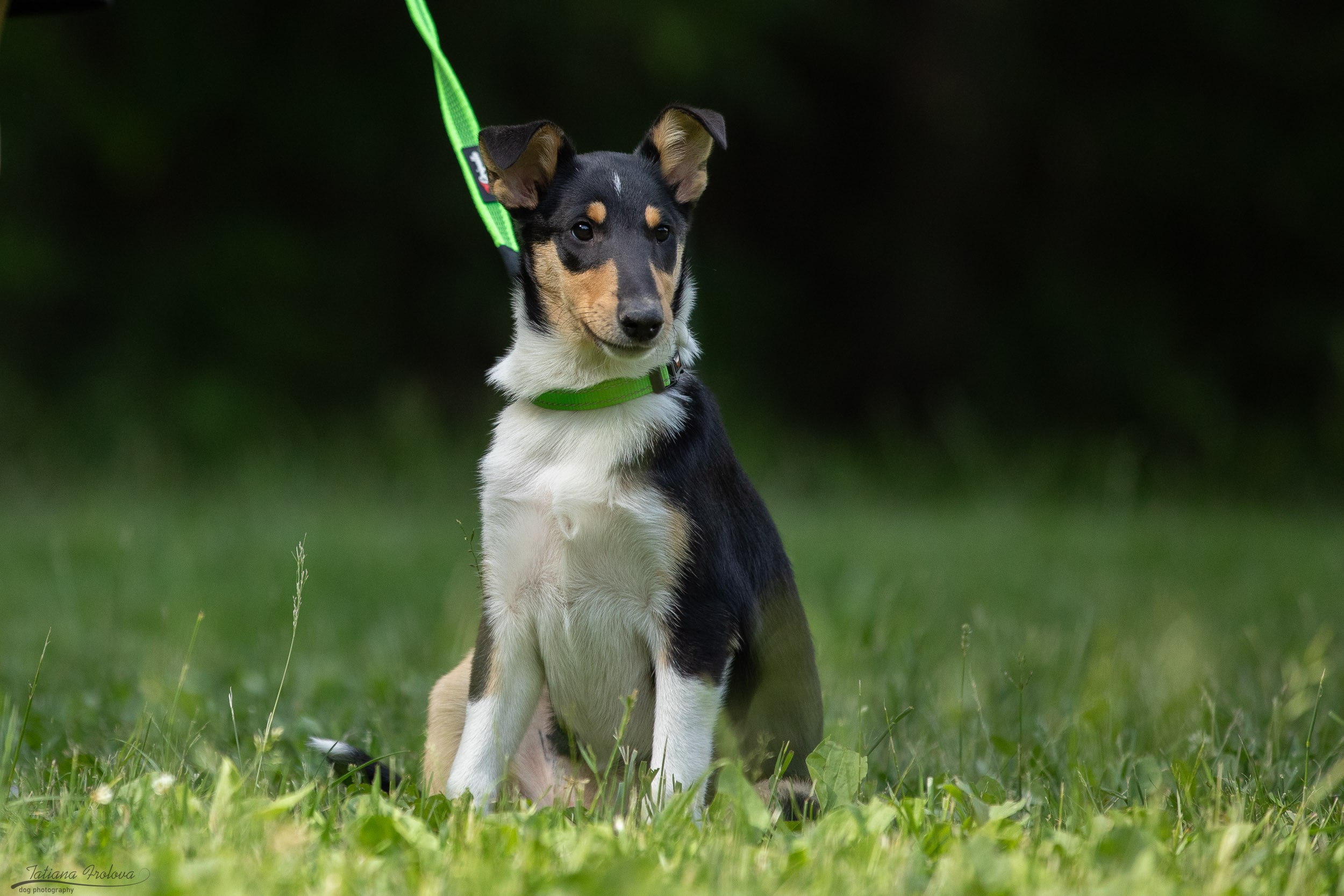 Репортаж с выводки молодняка колли/шелти в Ясенево. Фотограф-анималист в Москве и Московской области Татьяна Фролова