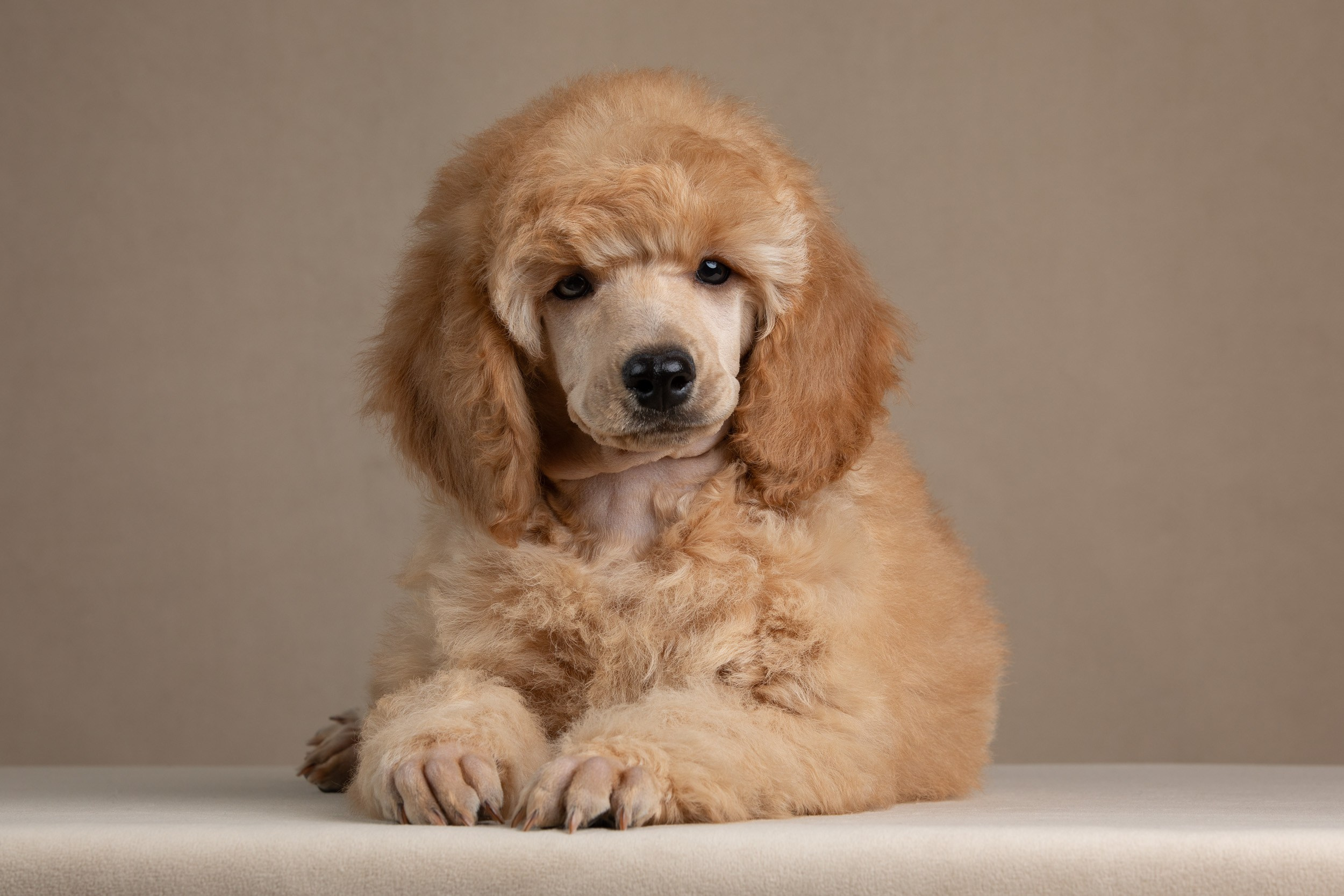 Фотограф-анималист в Москве и Московской области Татьяна Фролова