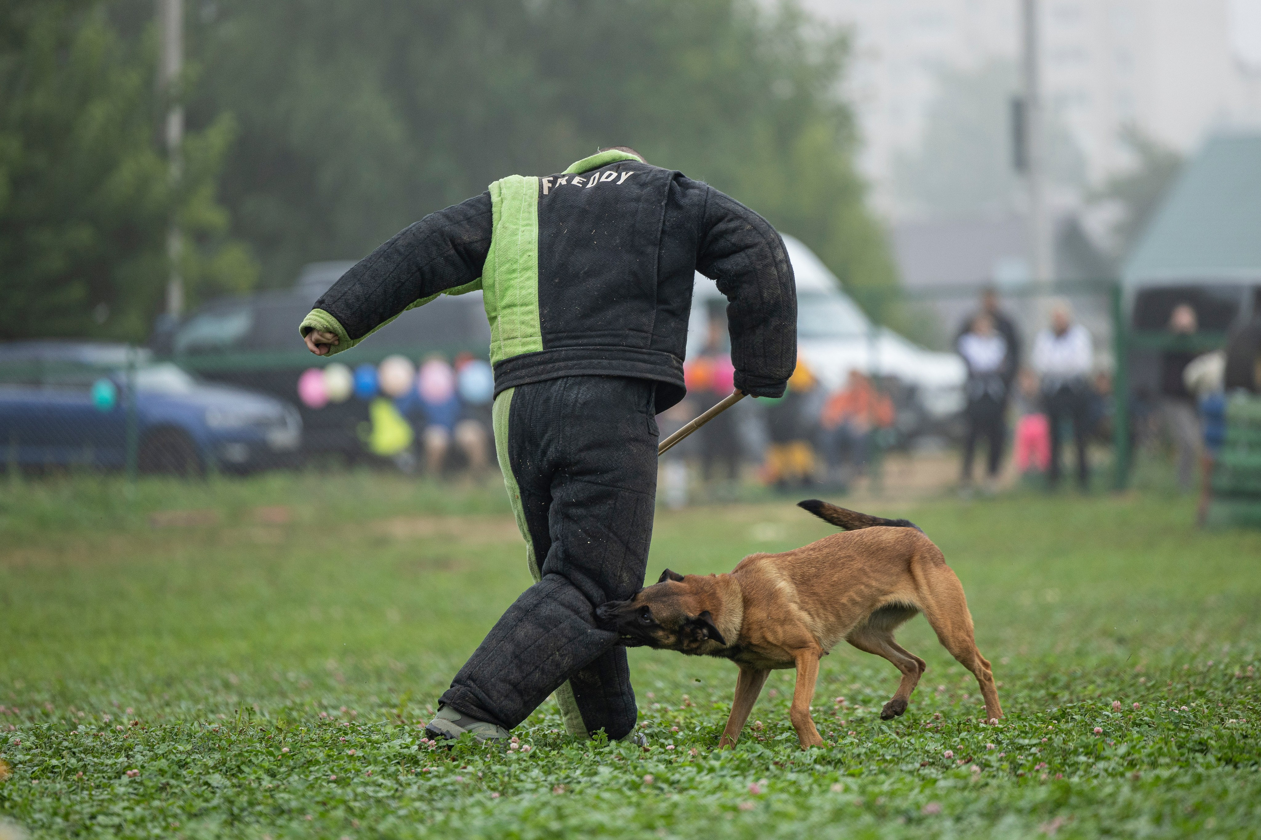 Соревнования по Мондьорингу г. Вологда 10-11.08.2024. Фотограф-анималист Анна Маринич