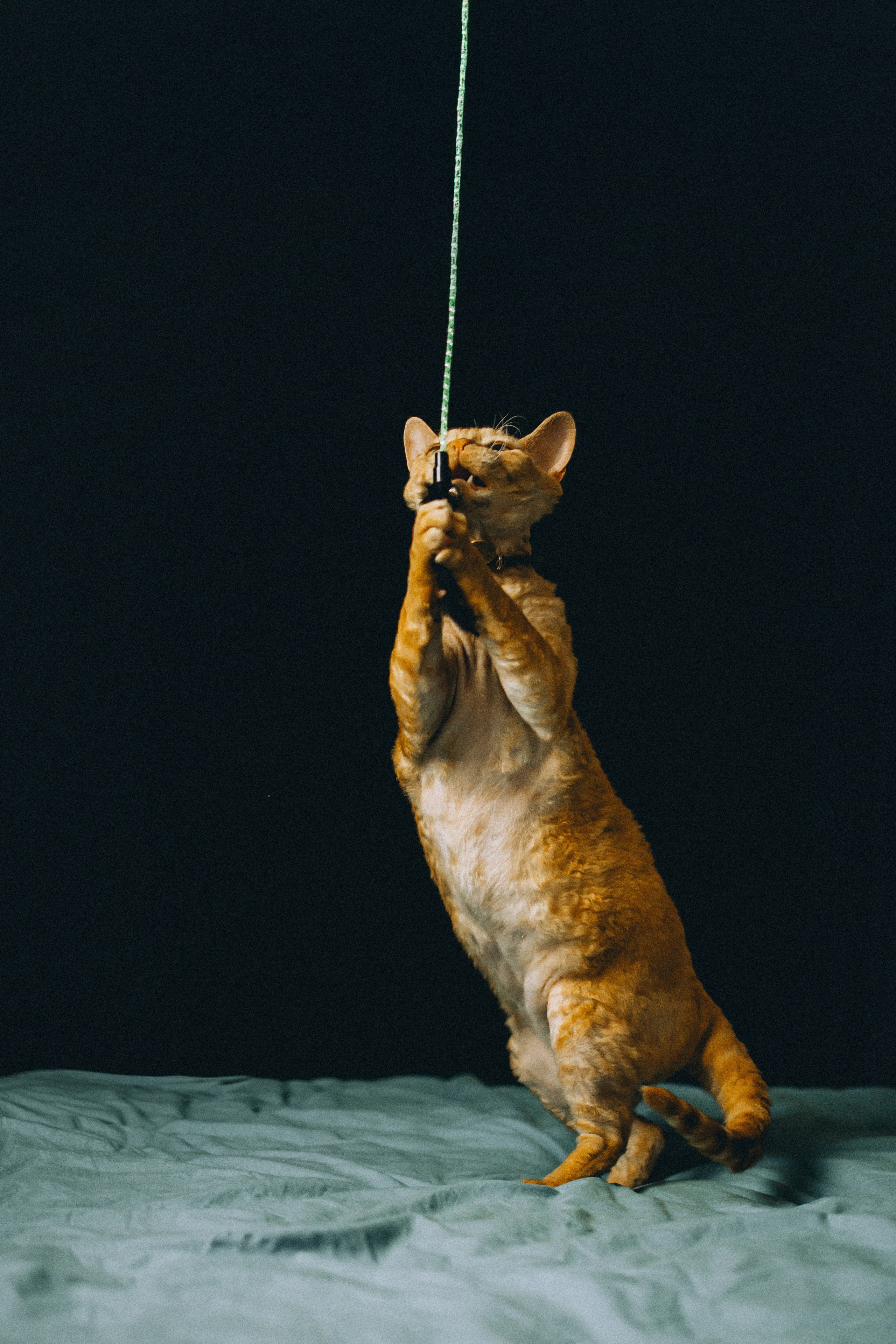 Гречка, Ковш и их семья