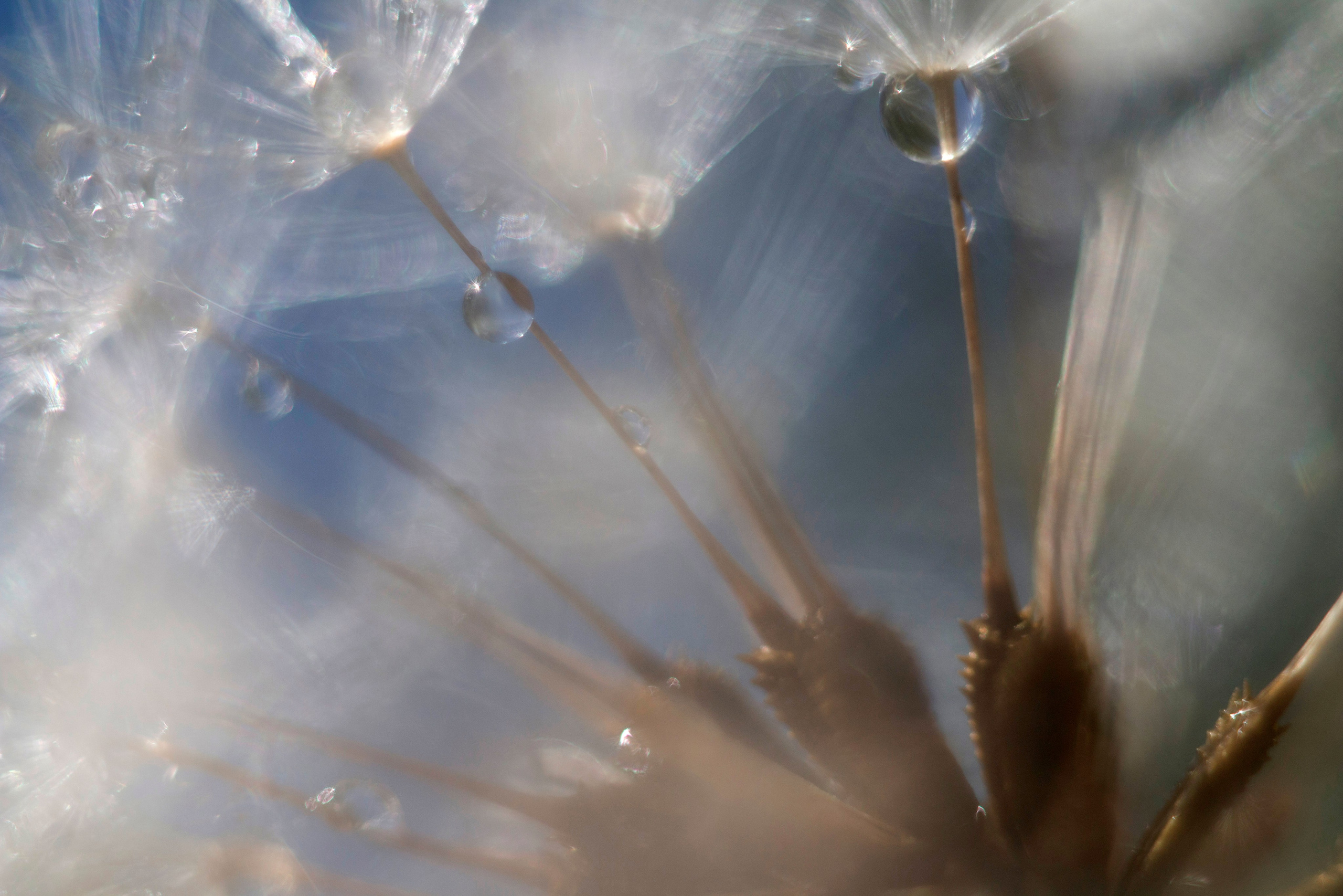 Макро. Фотограф Лагутин Анатолий