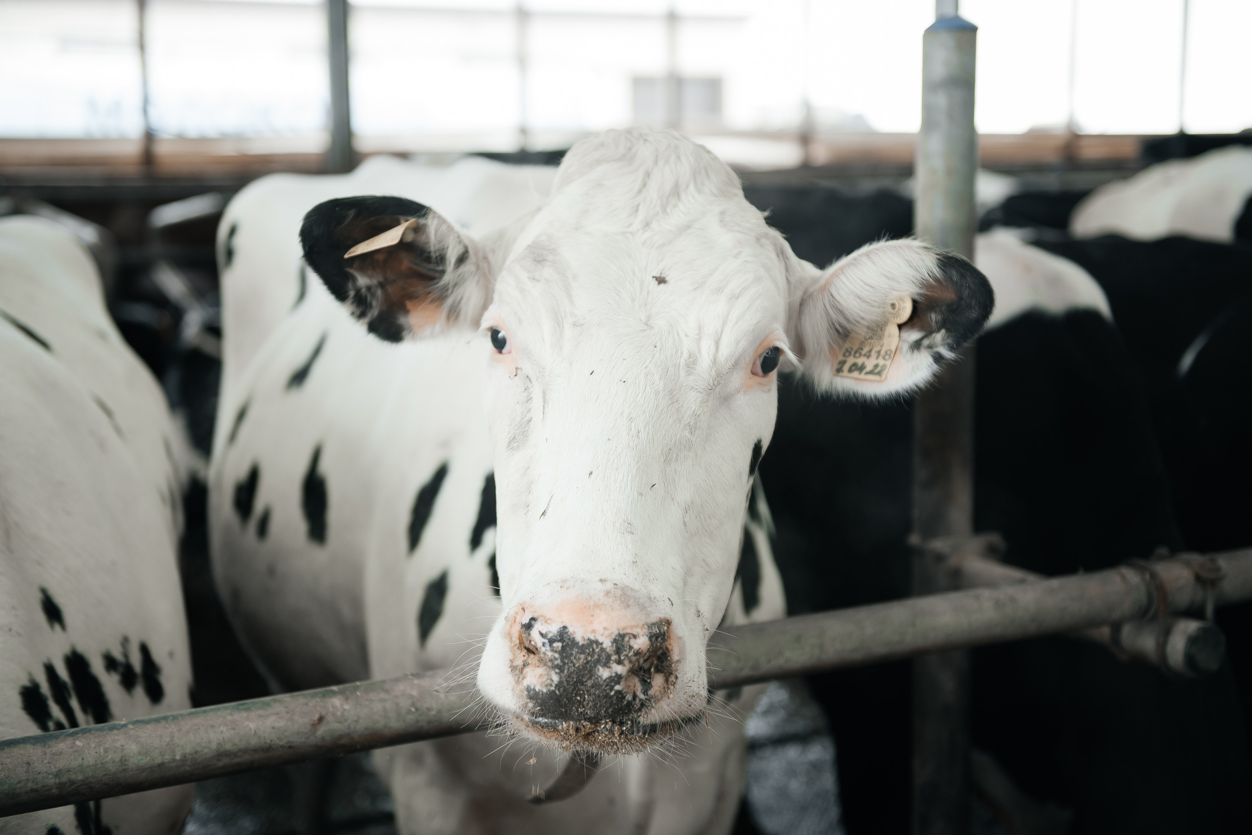 Хорошее дело I Дубенки. Фотограф в Республике Мордовия София Сержантова