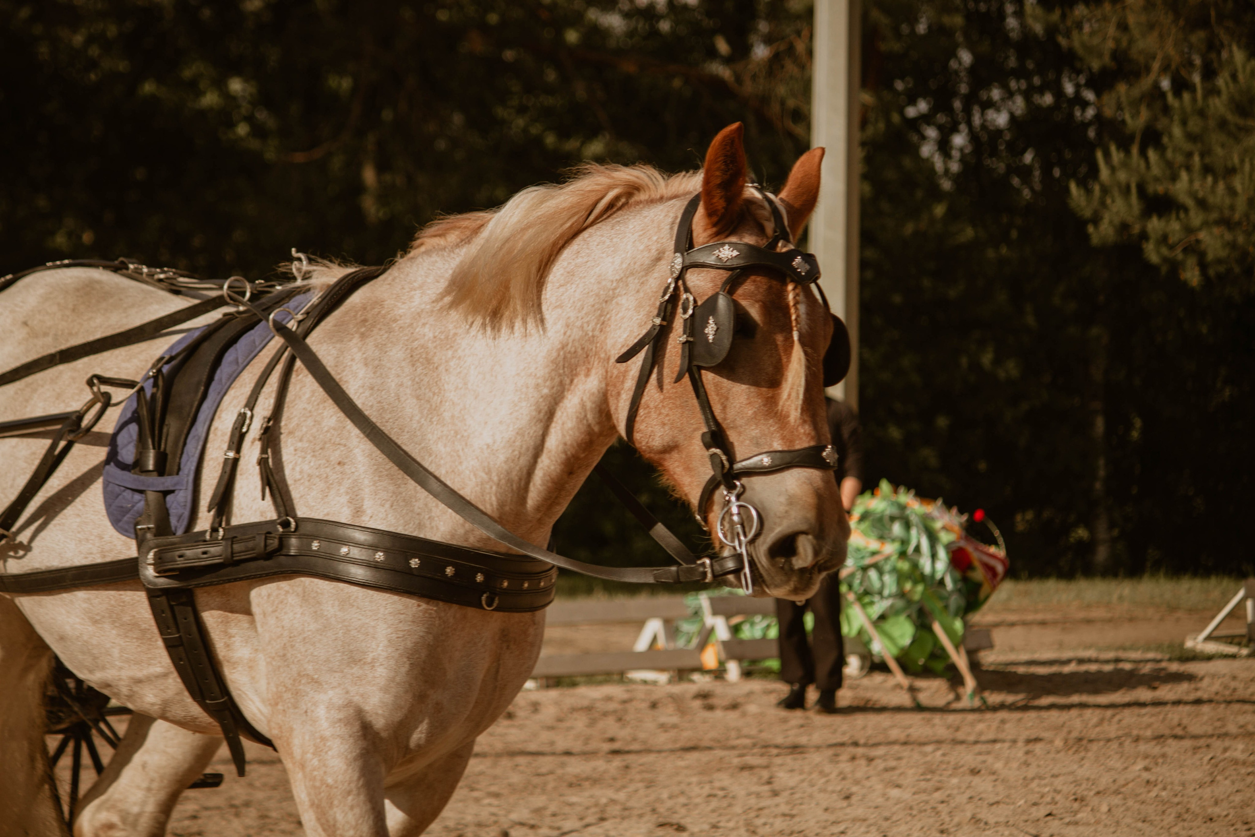 ИППОСФЕРА — Международная конная выставка. Создадим шедевр? Виталина и её фотоискусство