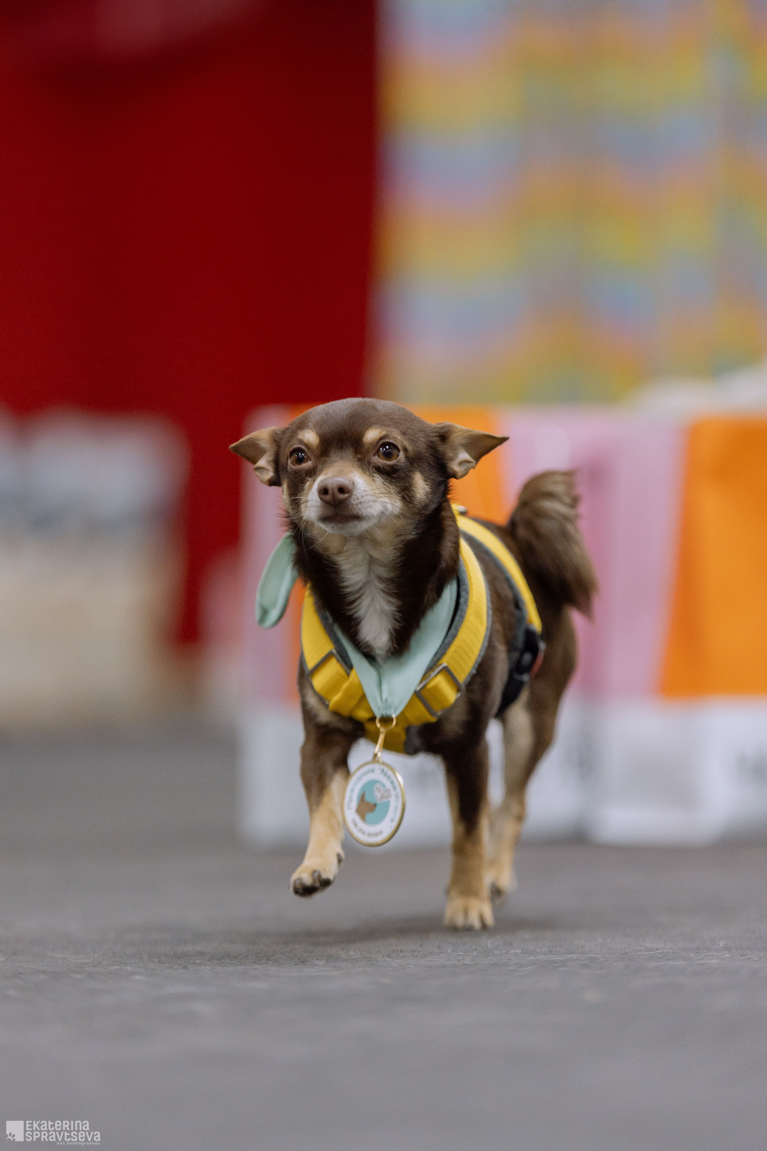 Праздник NoseWork. Фотограф Анималист Екатерина Справцева в Нижнем Новгороде