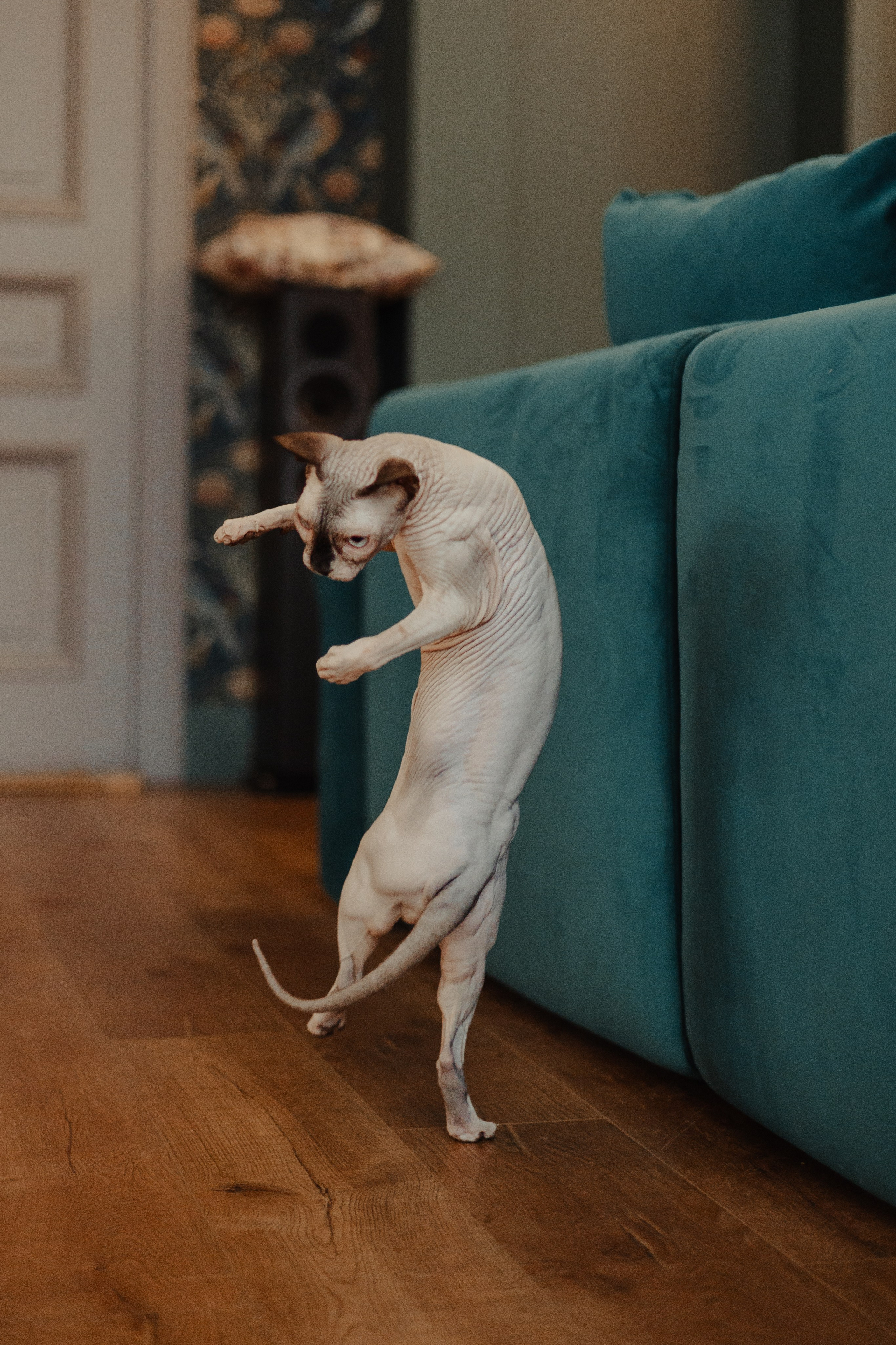 Алина, Илья и их хвосты. Фотограф Анималист Екатерина Справцева в Нижнем Новгороде