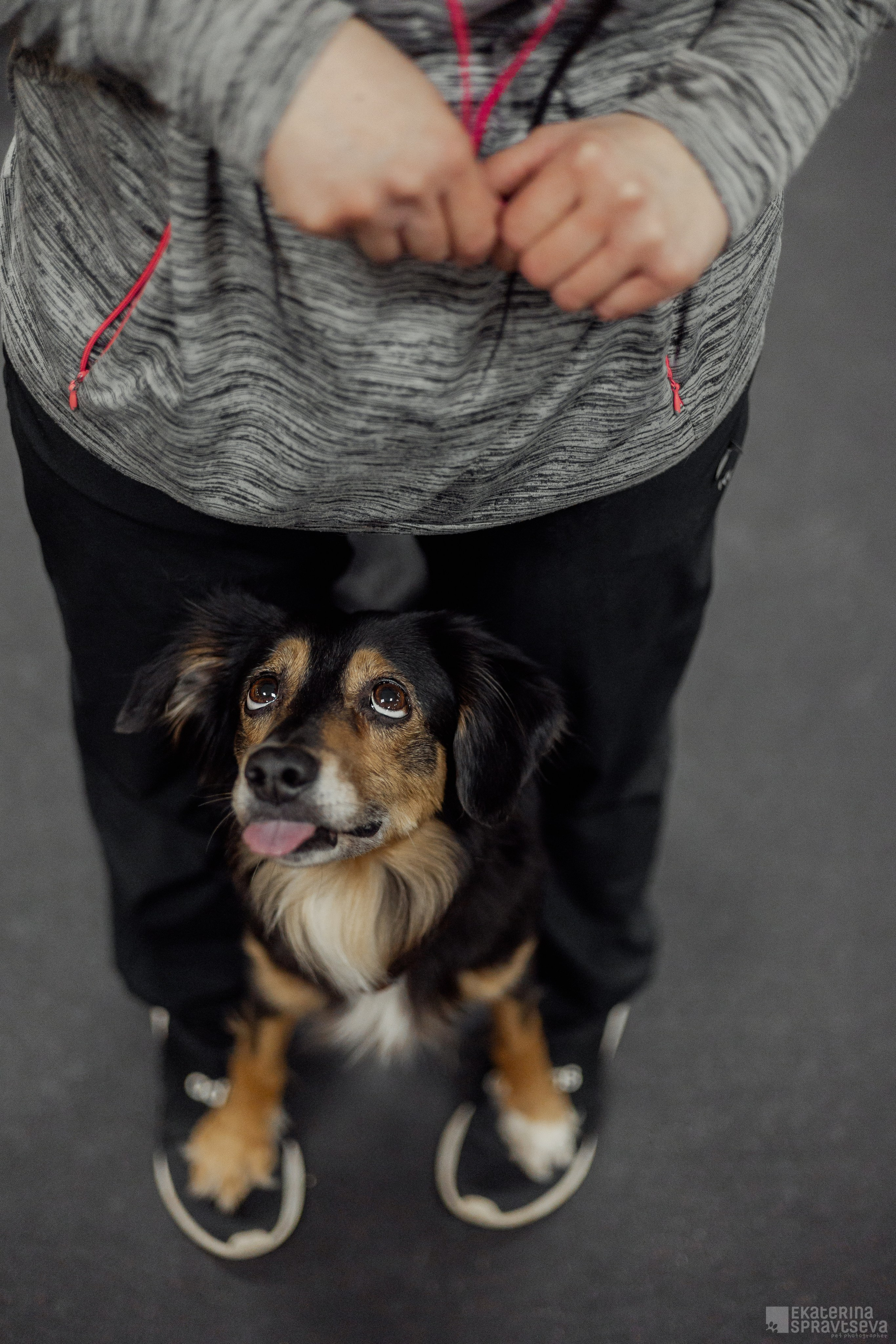 NoseWork. Фотограф Анималист Екатерина Справцева в Нижнем Новгороде