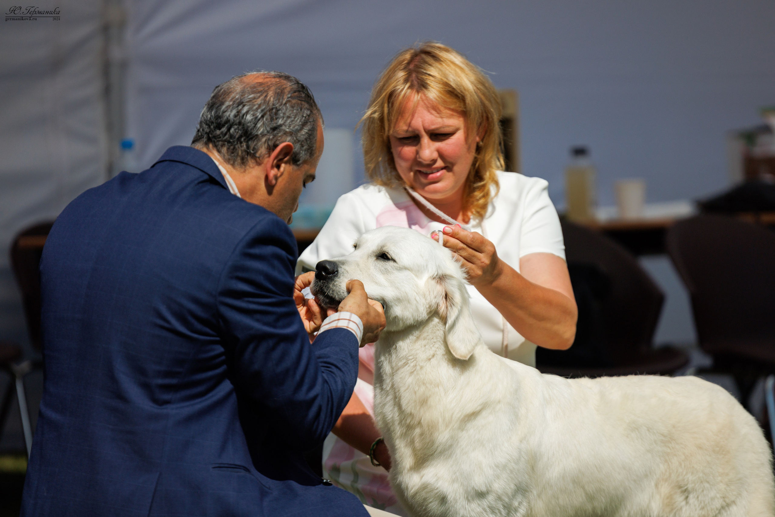 Голдены 15-16.06.2024. Фотограф-анималист Юлия Германика