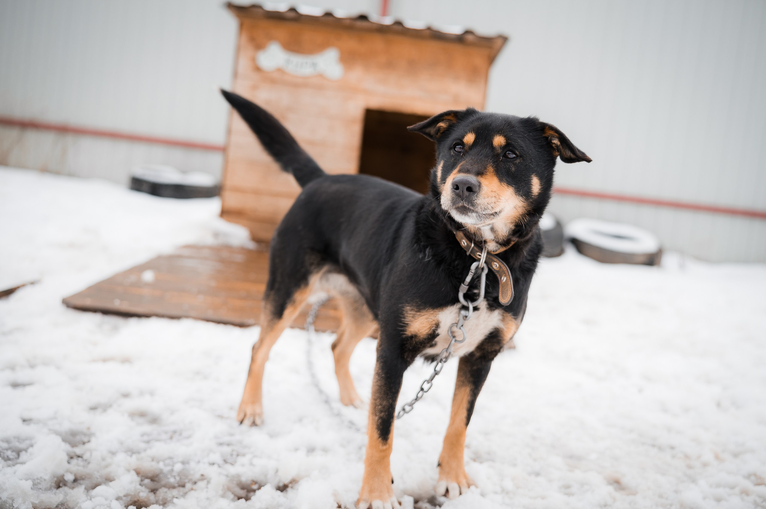 Кира. Улыбка собаки — спасение и пристройство бездомных собак