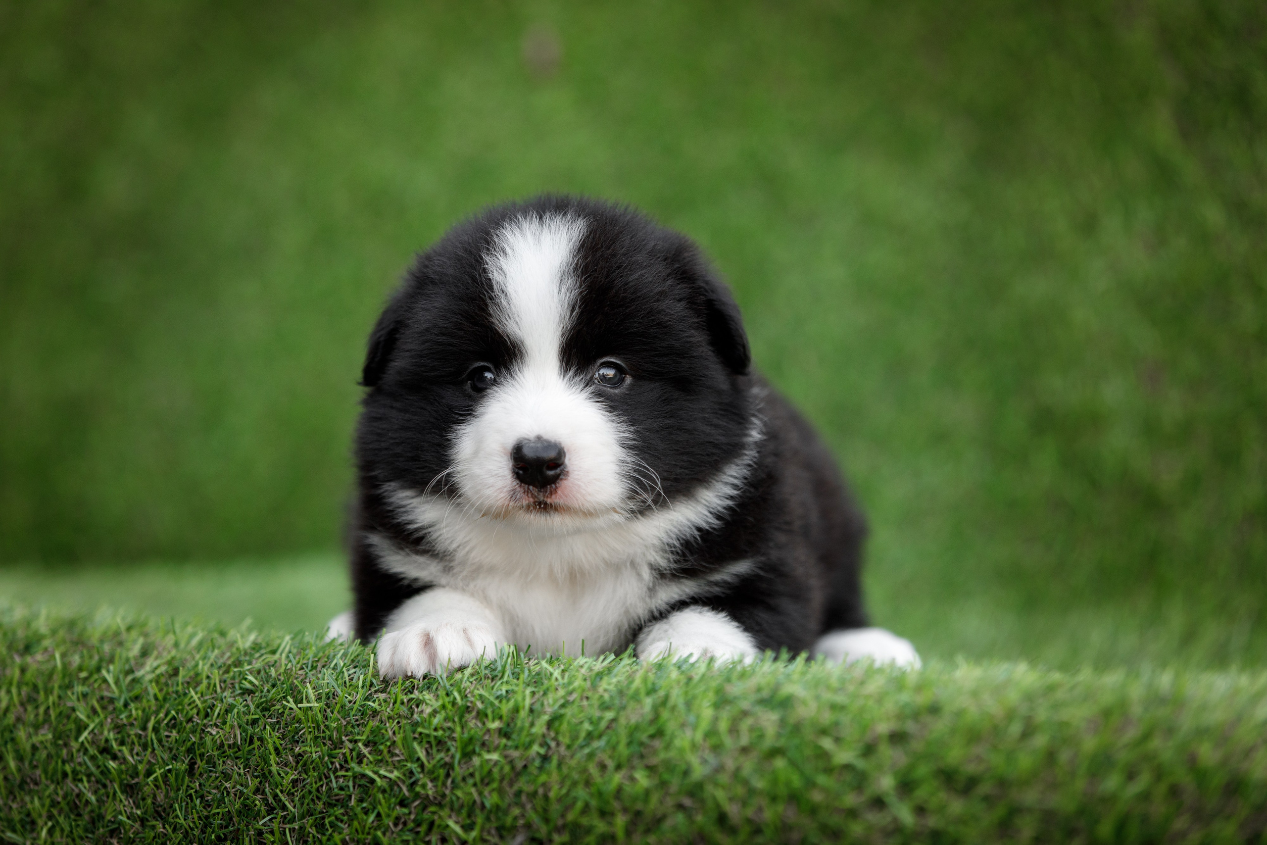 Смешарики. О нас