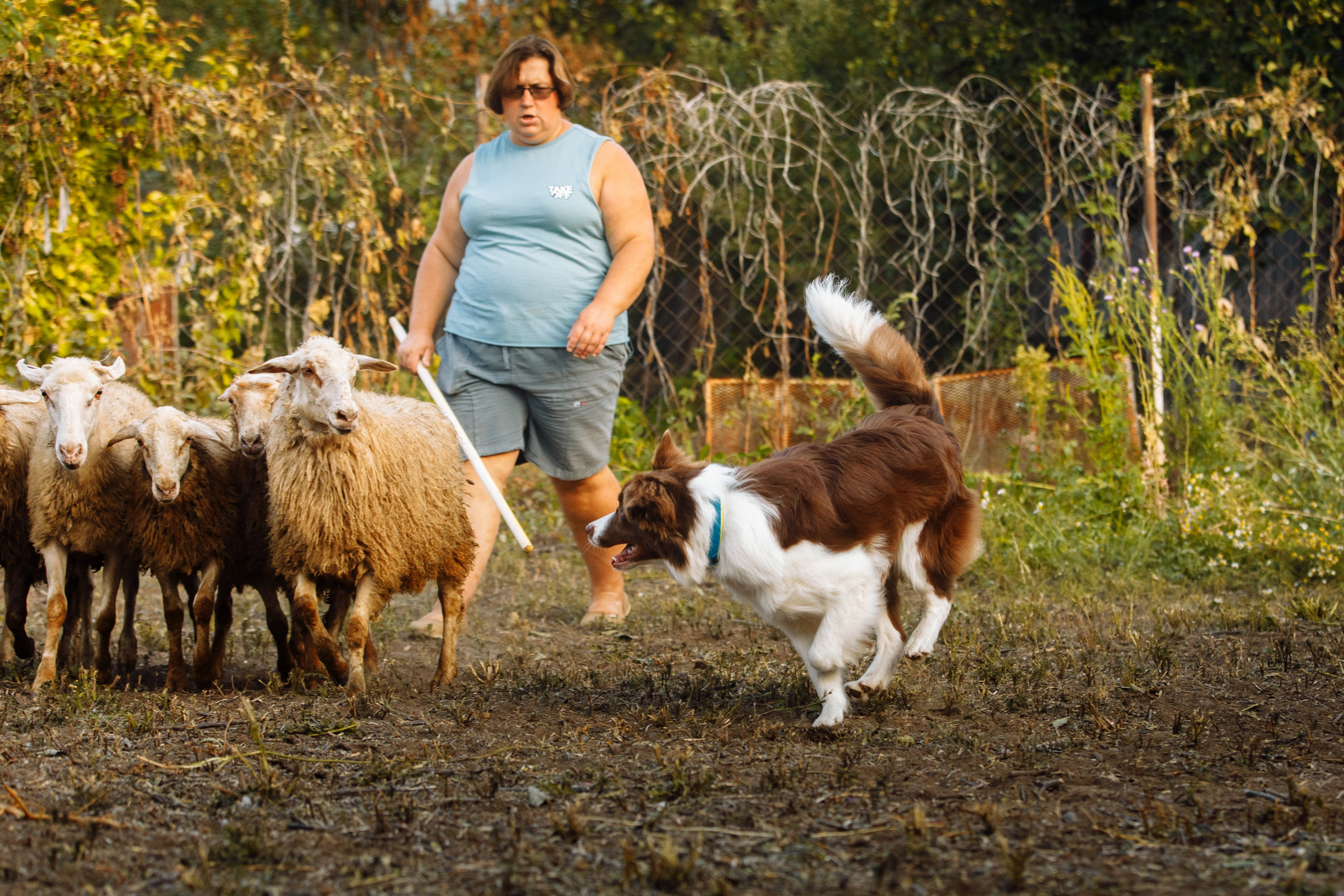 Овечий день. О нас
