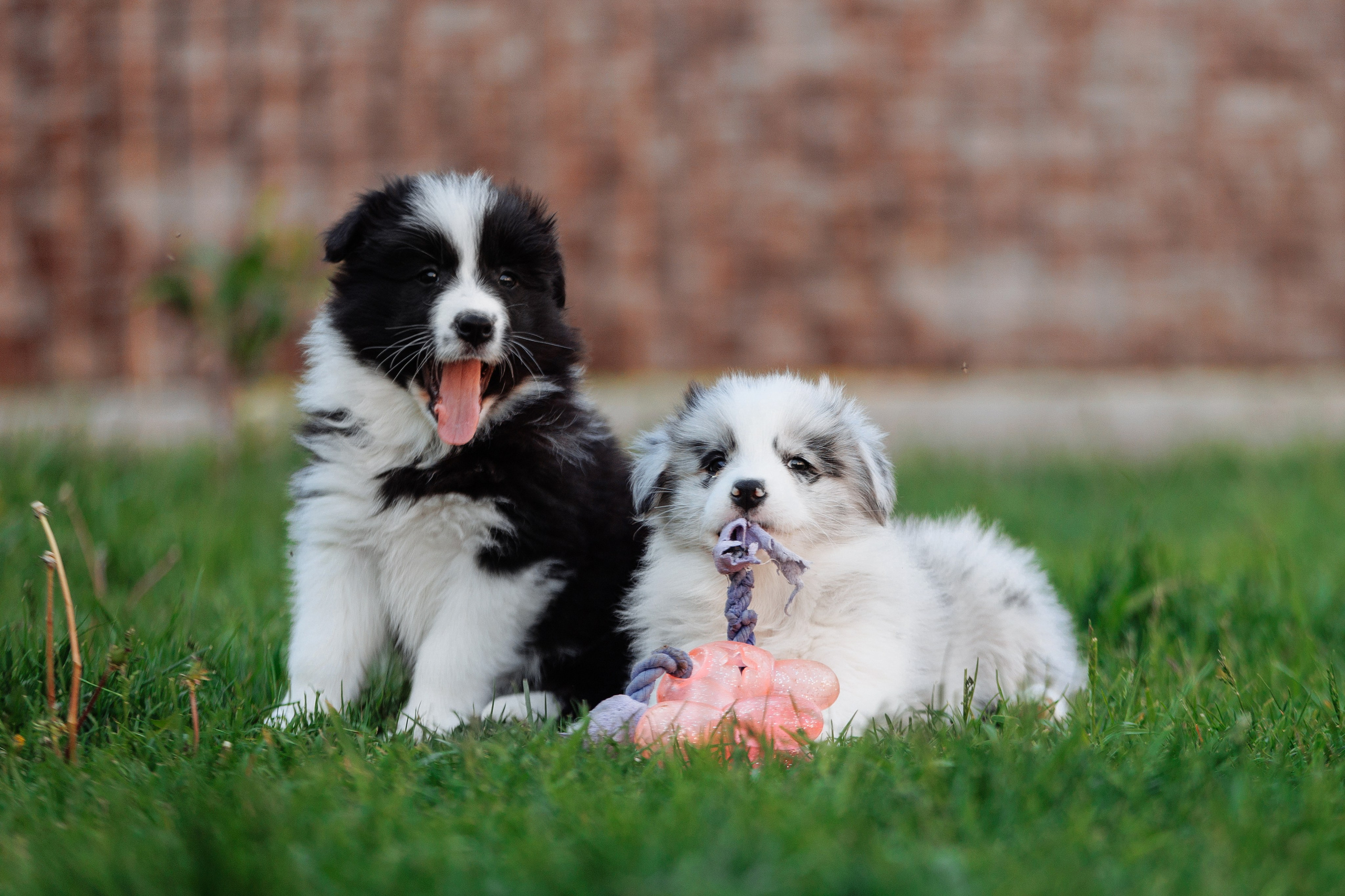 Пушистое. О нас