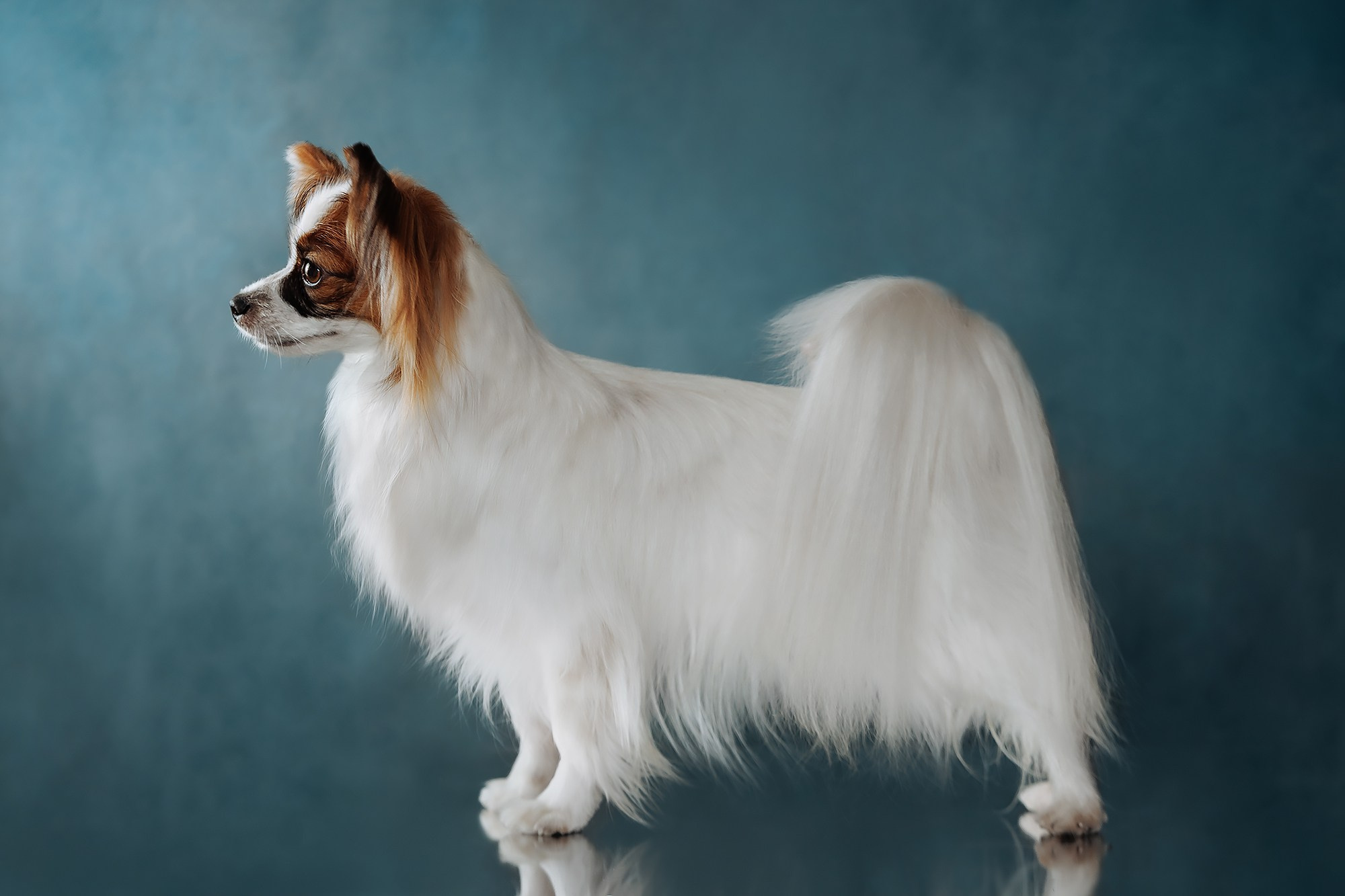 Синева. О нас