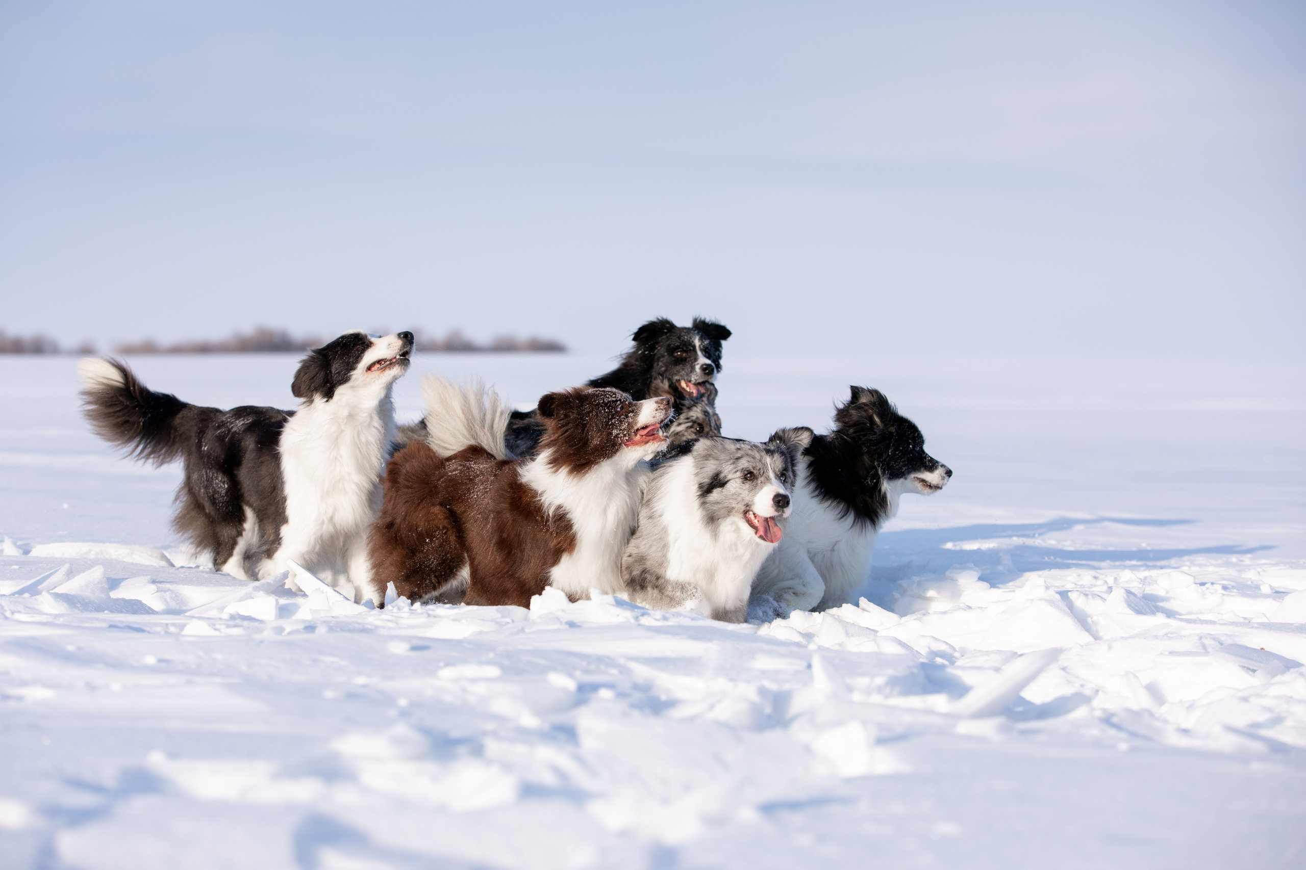 Мороз и солнце. О нас