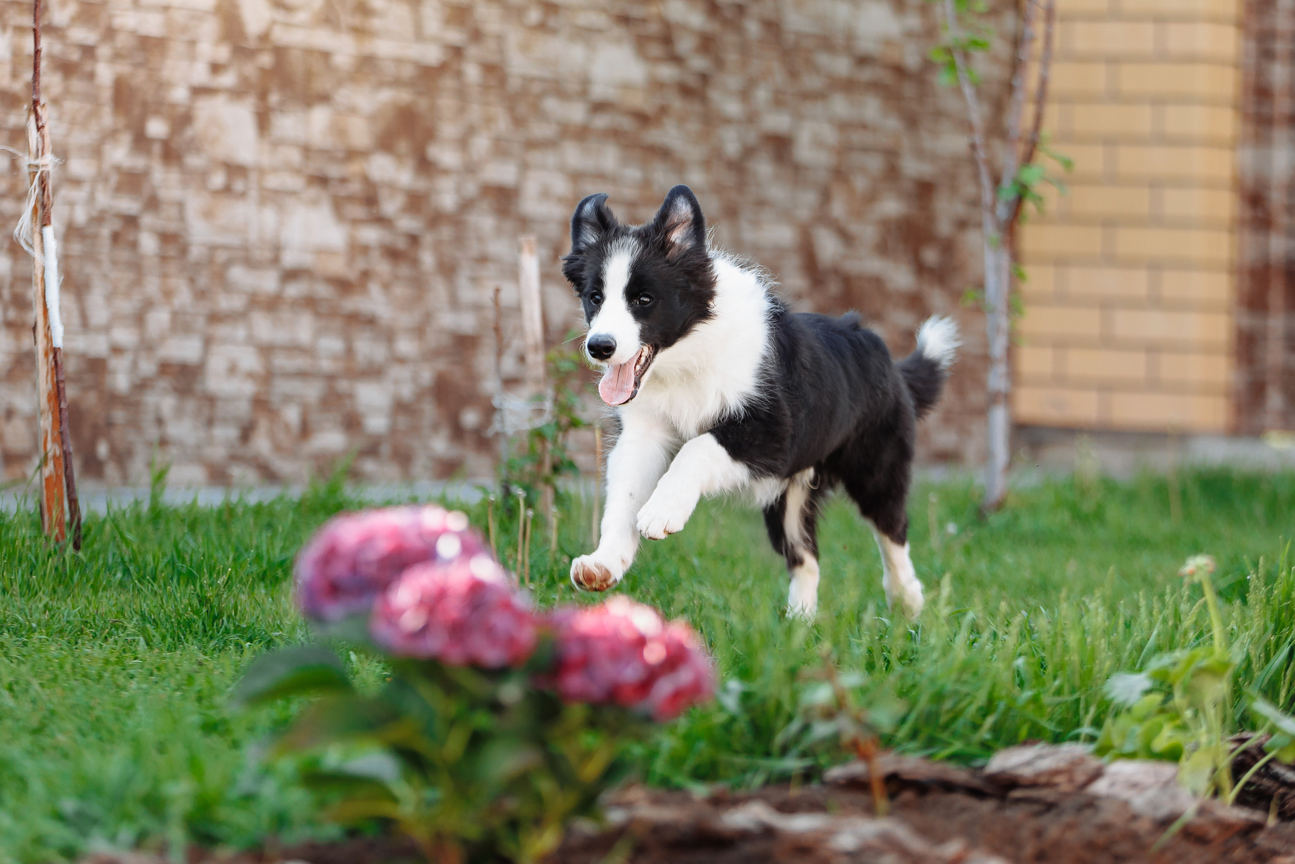 Пушистое. О нас