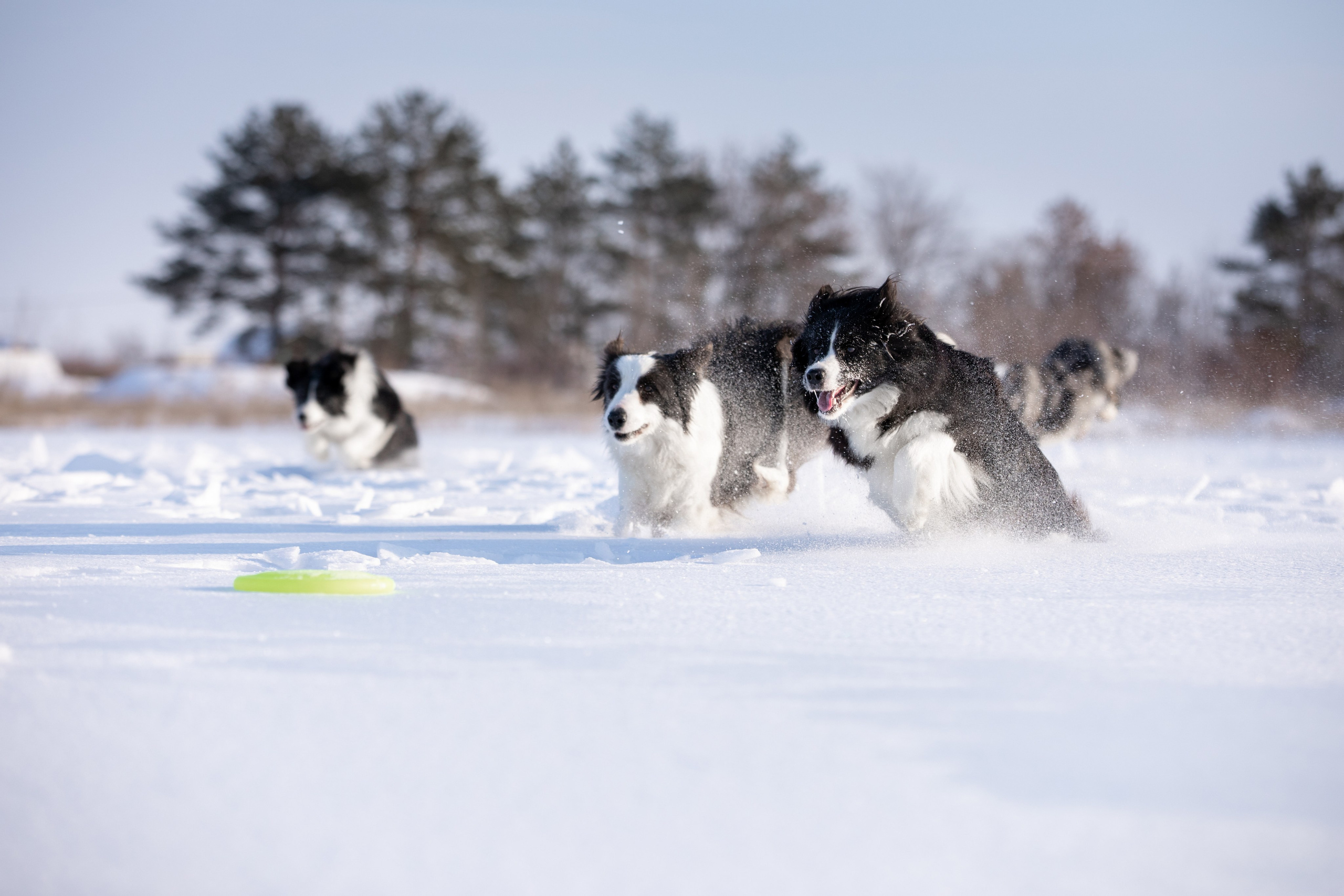 Мороз и солнце. О нас