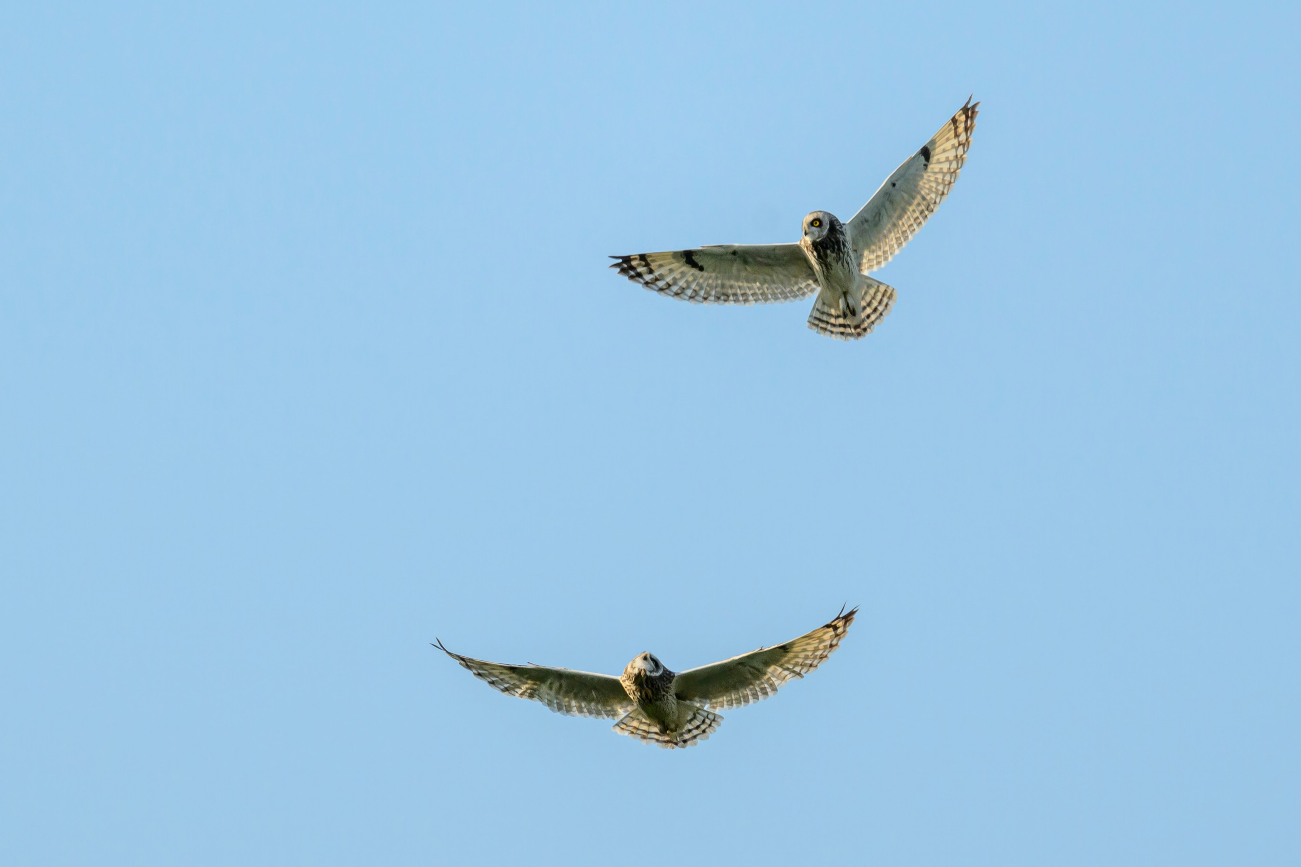 Совы играют в догонялки. Wildlife photography by Sergey Puponin