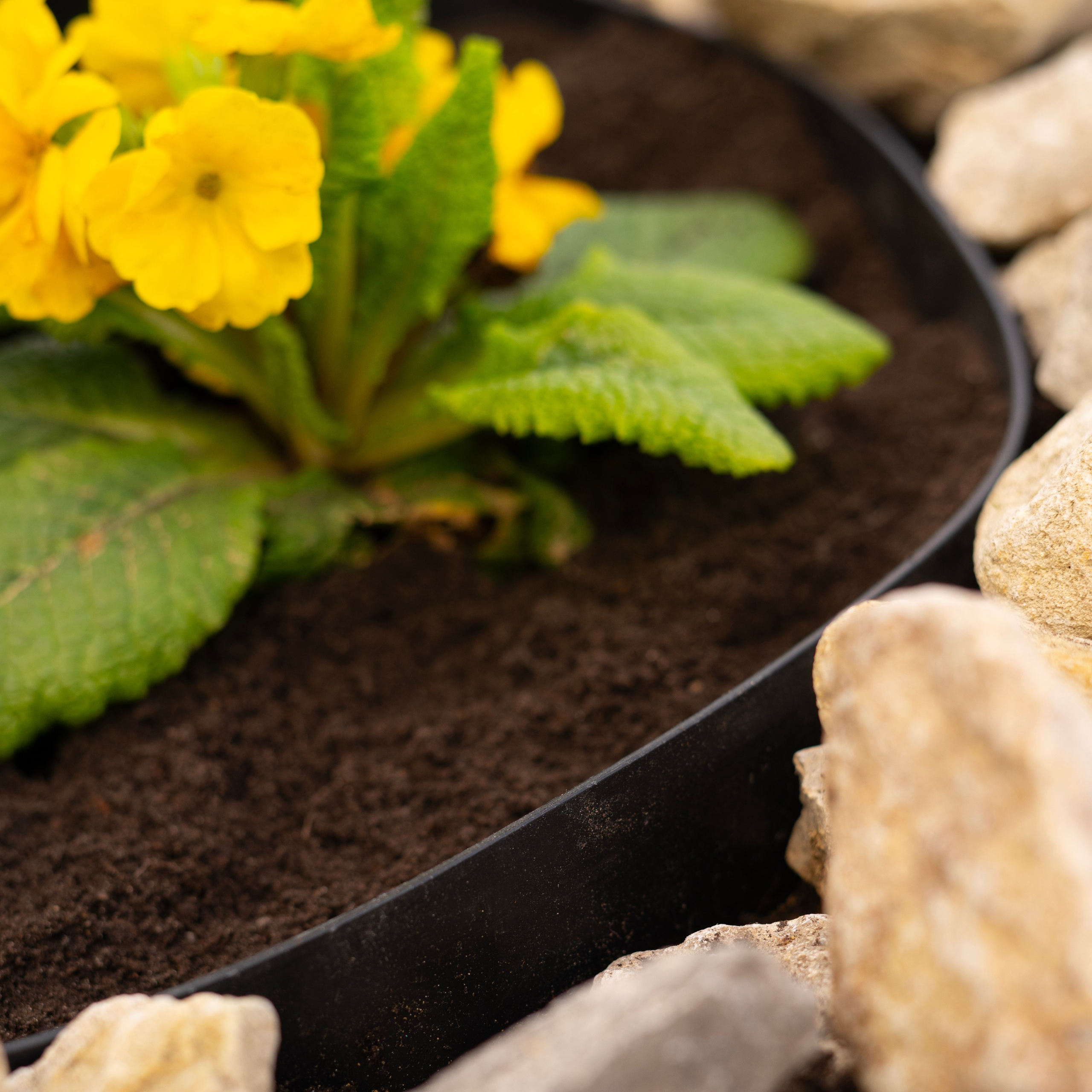 Бордюр садовый. Концептуальный фотограф Шлыкова Ольга