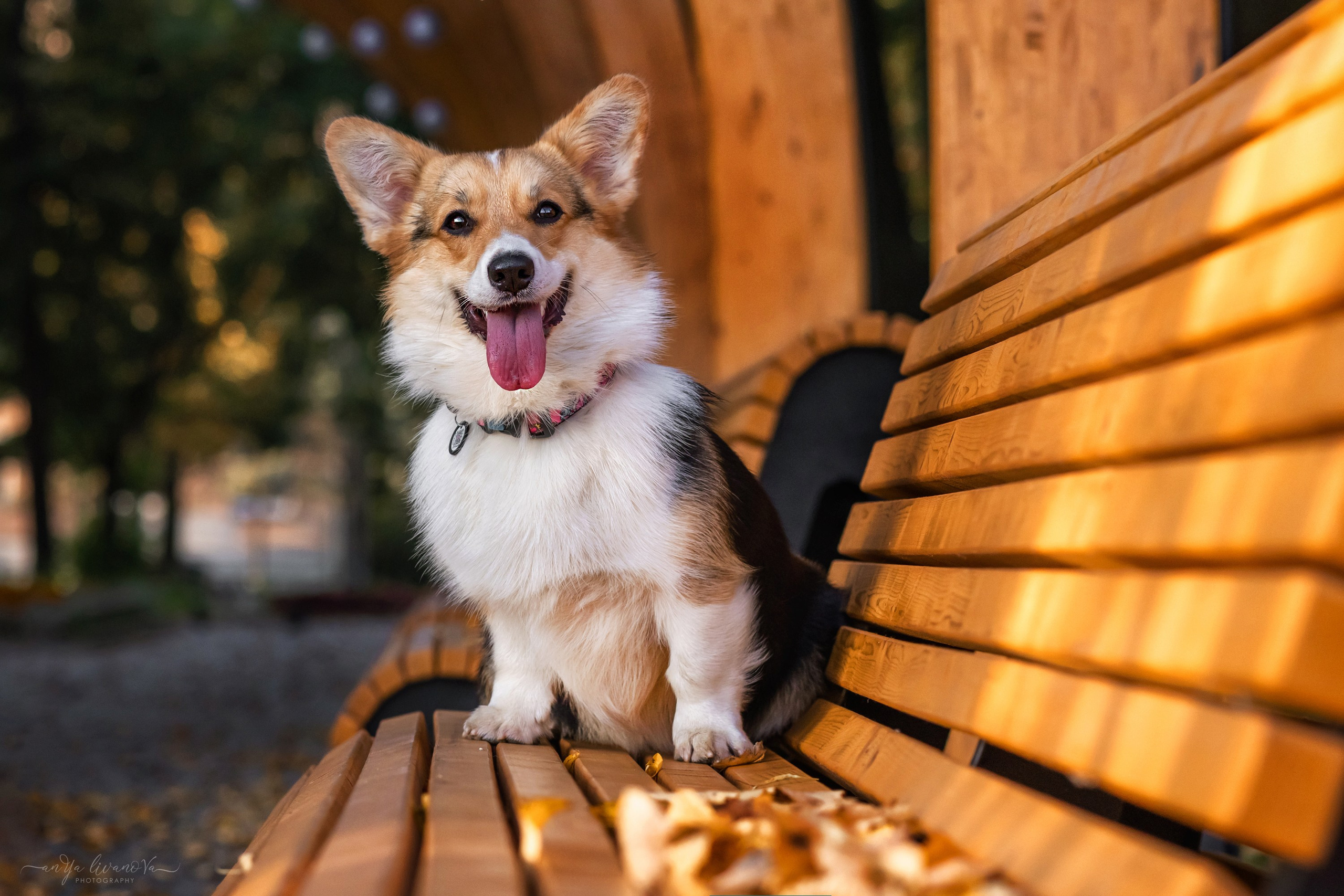 Коржики на Набережной. Фотограф анималист Аня Ливанова | Рыбинск