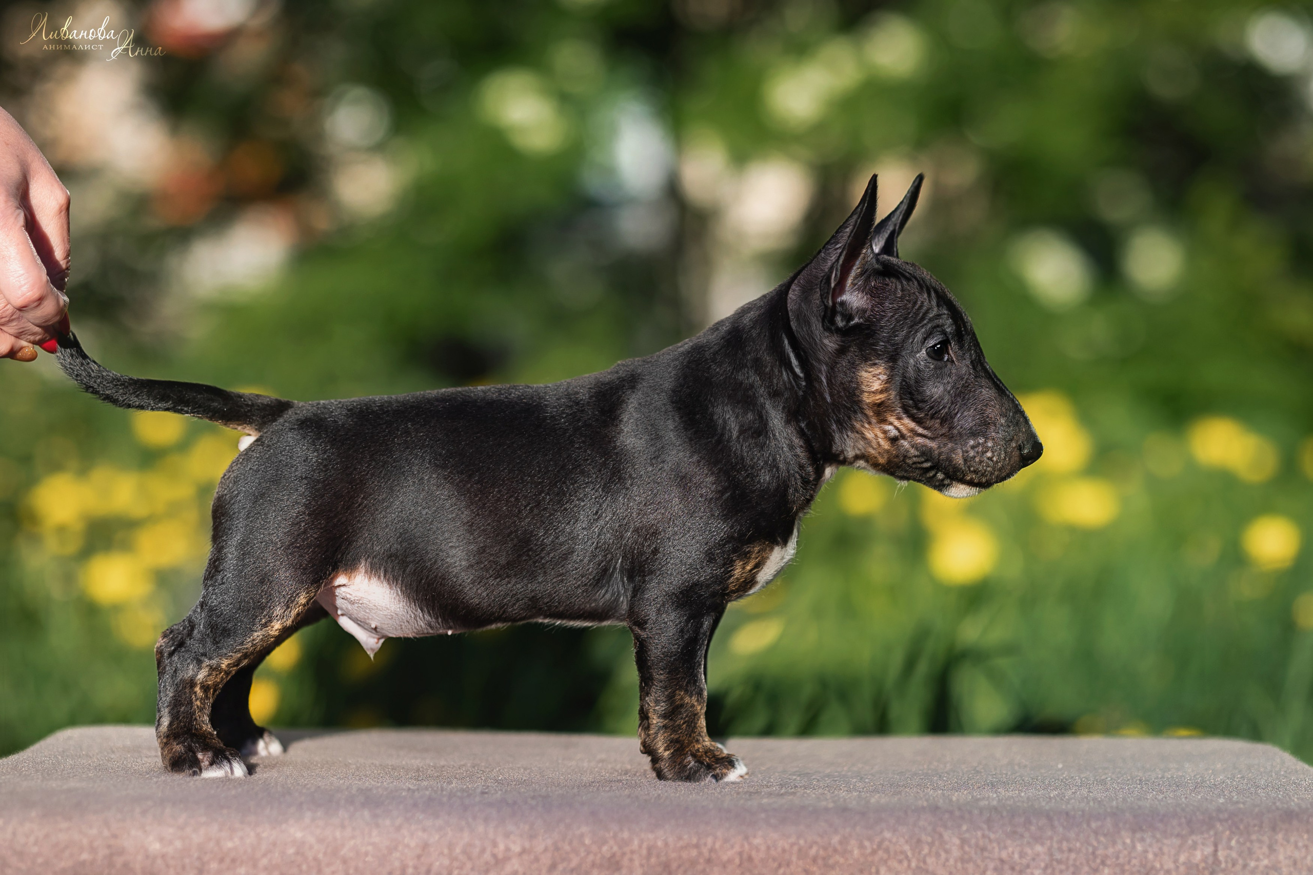 Минибультерьерчики. Фотограф анималист Аня Ливанова | Рыбинск