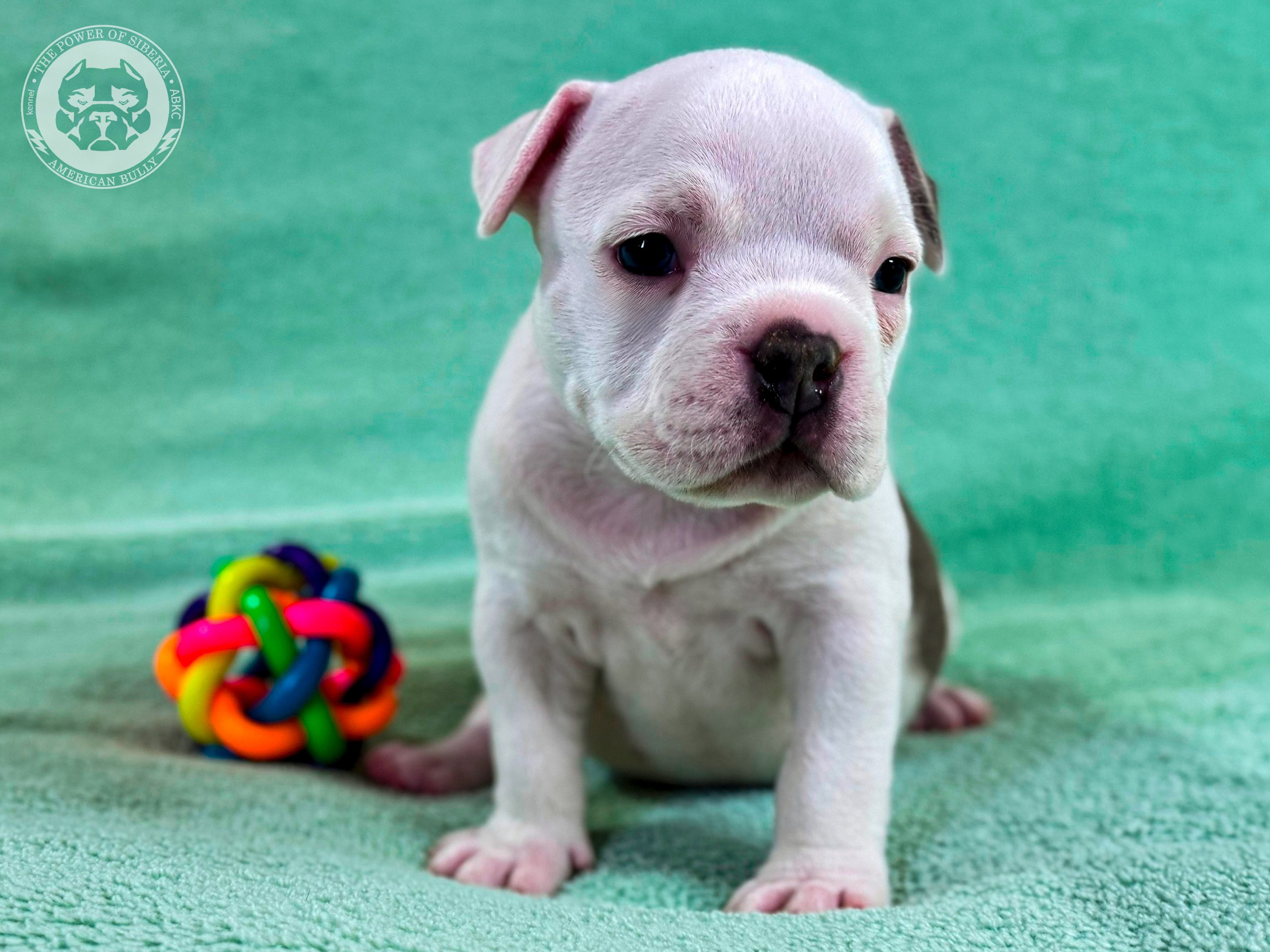 Свободные щенки Американский Булли стандарт и Свободные щенки Американский Булли классик. Американский Булли в г. Ростов-на-Дону. Питомник THE POWER OF SIBERIA