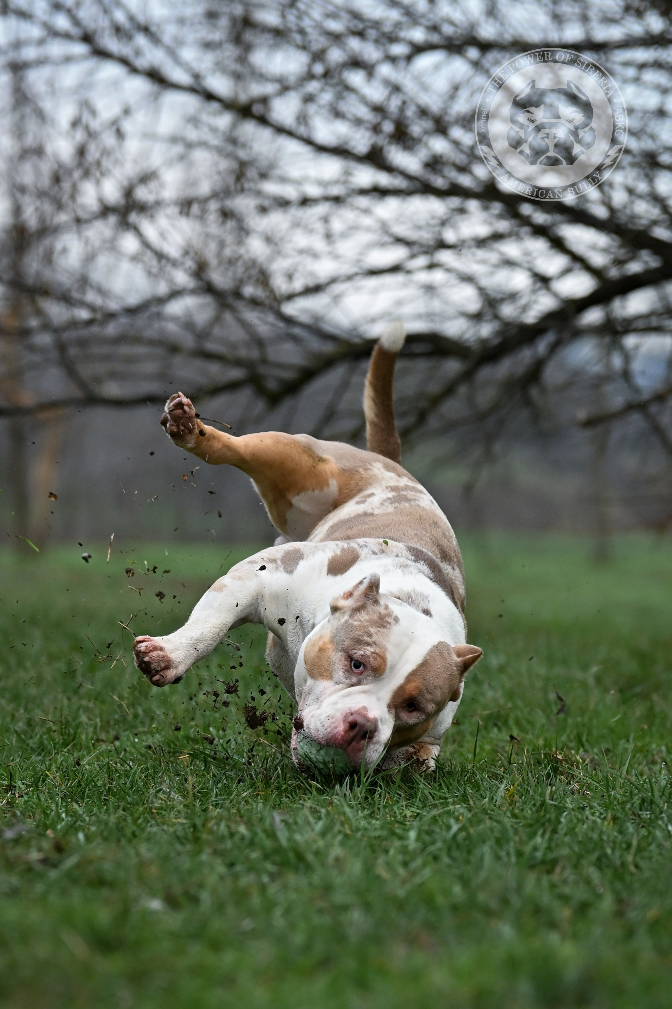 THE POWER OF SIBERIA SIMBA. Американский Булли в г. Ростов-на-Дону. Питомник THE POWER OF SIBERIA