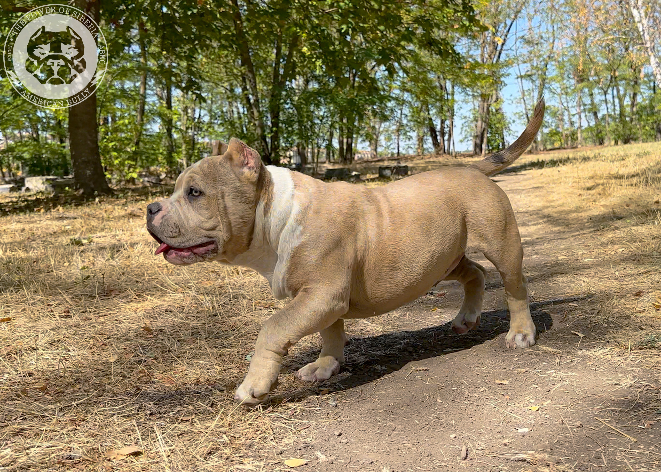 Помет Каспер и Тагира. 21.04.25. Американский Булли в г. Ростов-на-Дону. Питомник THE POWER OF SIBERIA