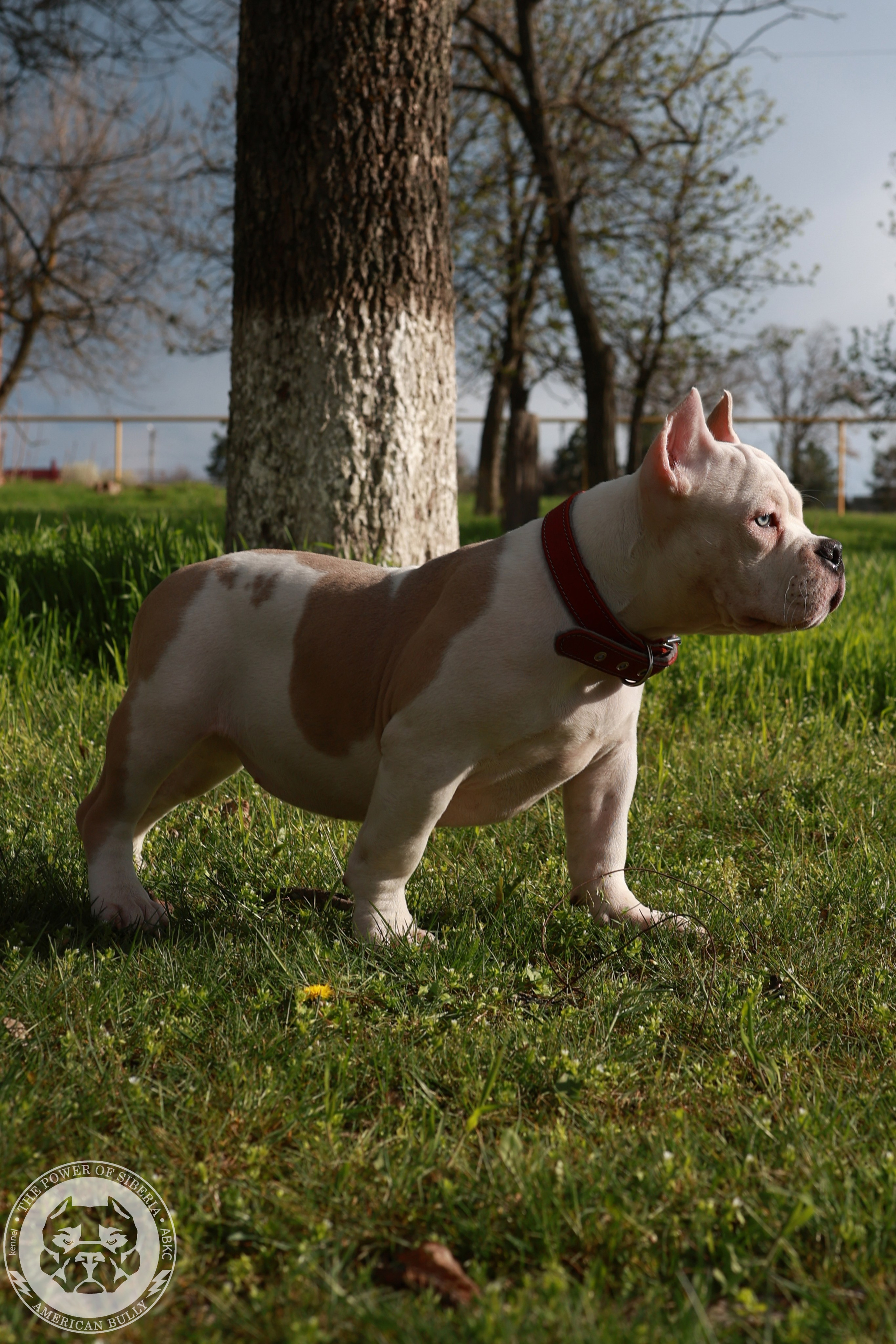 Свободные щенки Американский Булли, в типах покет, классик, стандарт. Американский Булли в г. Ростов-на-Дону. Питомник THE POWER OF SIBERIA