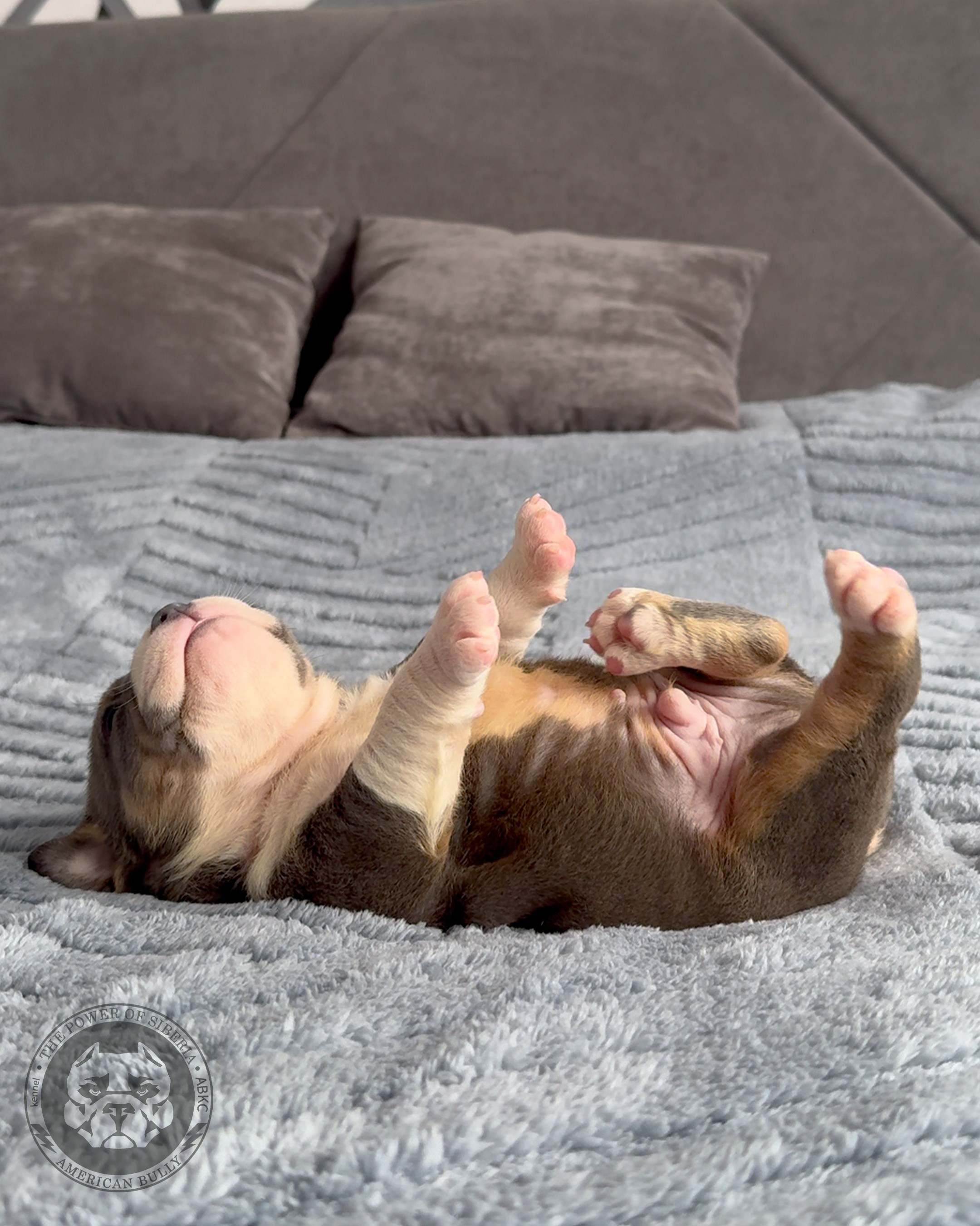 Свободные щенки Американский Булли, в типах покет, классик, стандарт. Американский Булли в г. Ростов-на-Дону. Питомник THE POWER OF SIBERIA