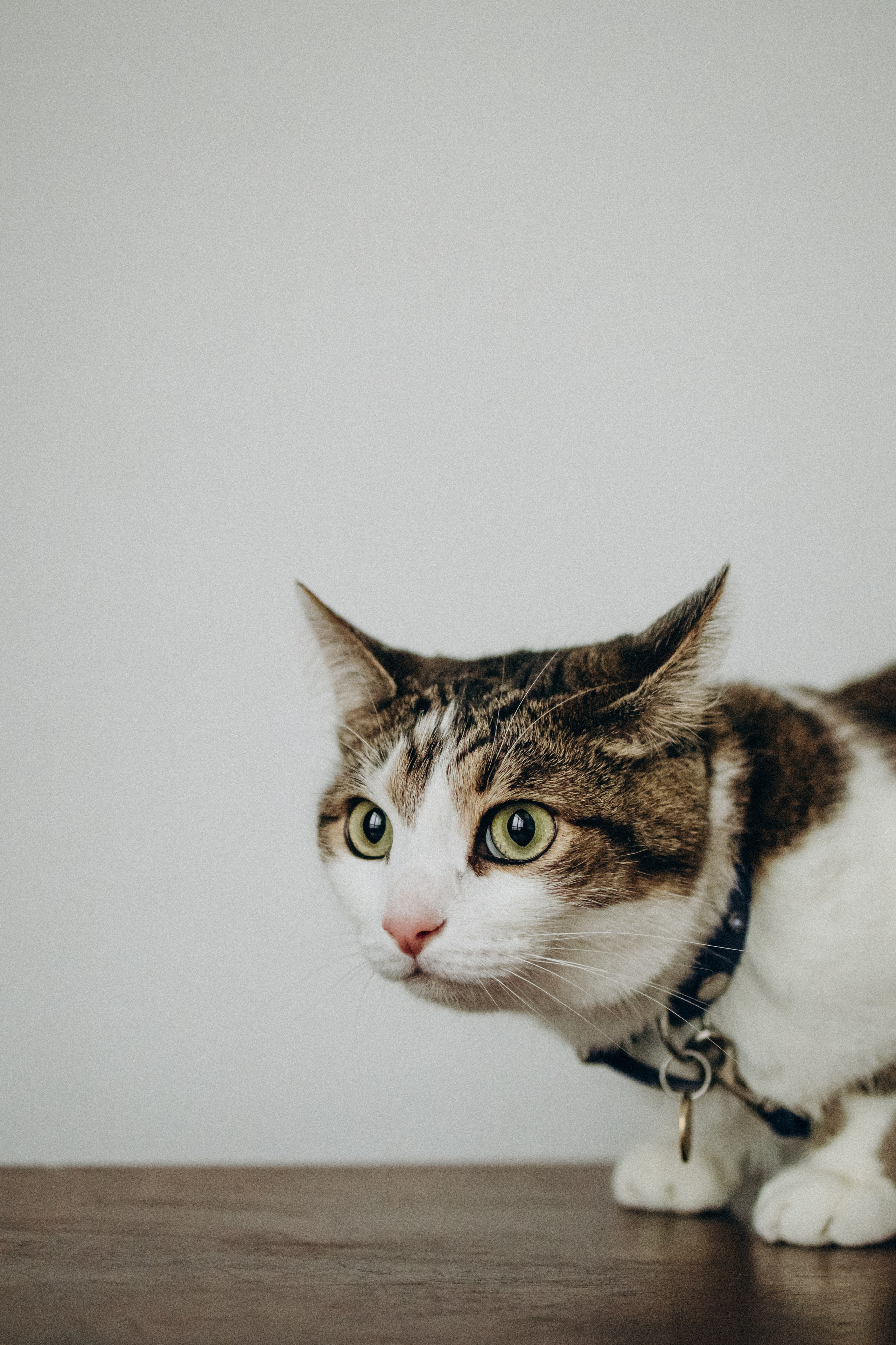 Ксюша и Яша. Фотораф — анималист Мария Шистка