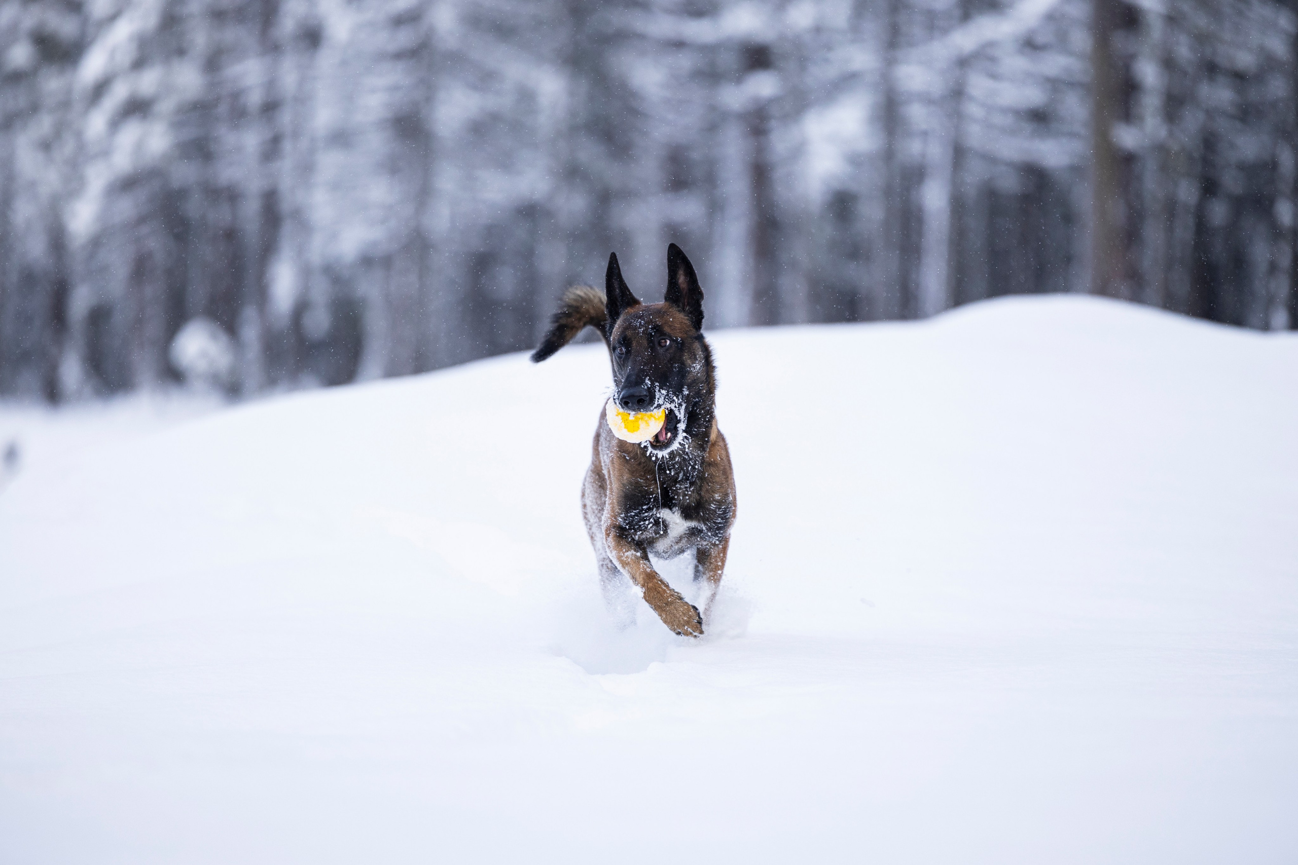 Раш. Фотограф-анималист Анна Маринич
